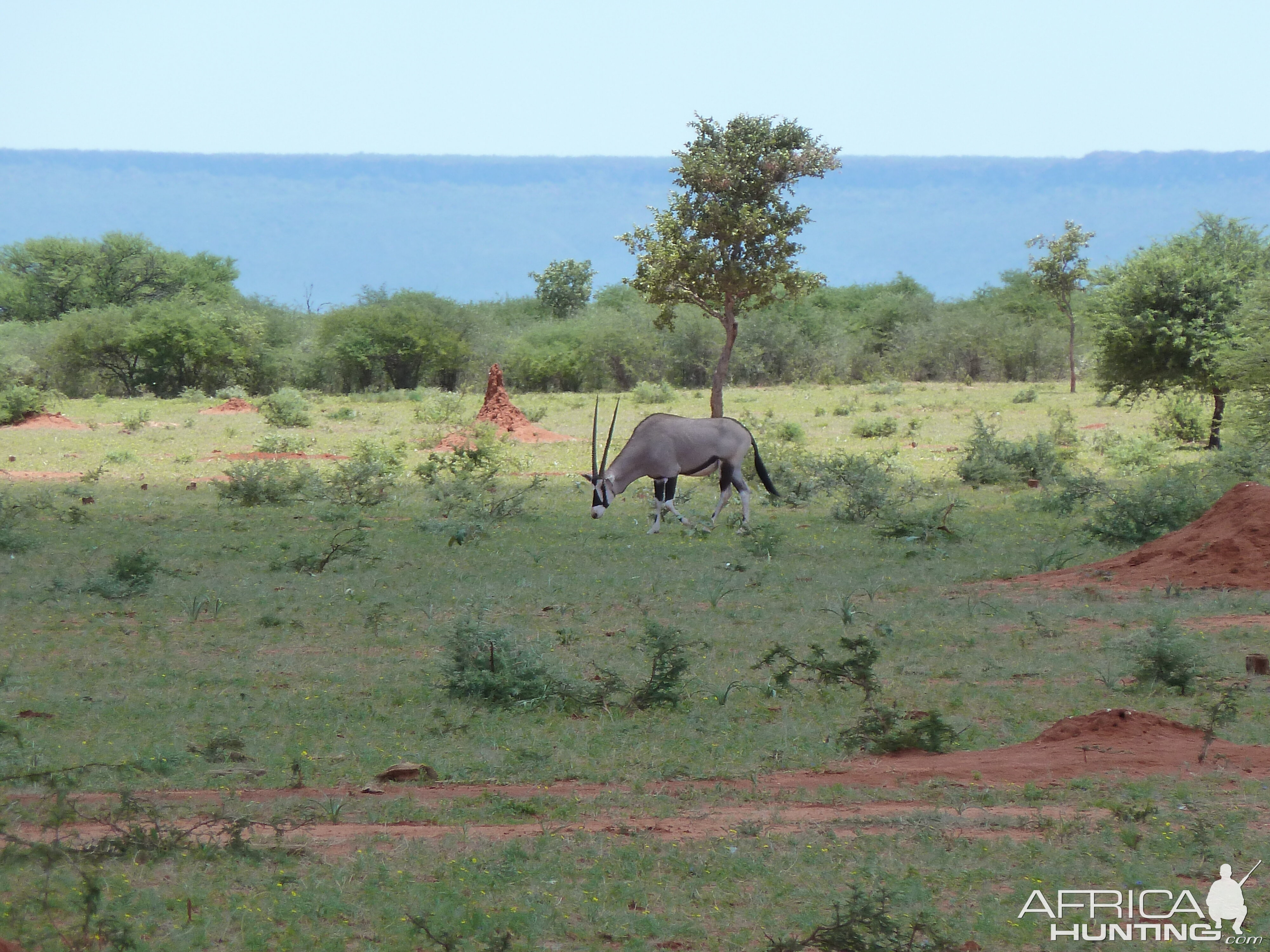 Gemsbok Namibia