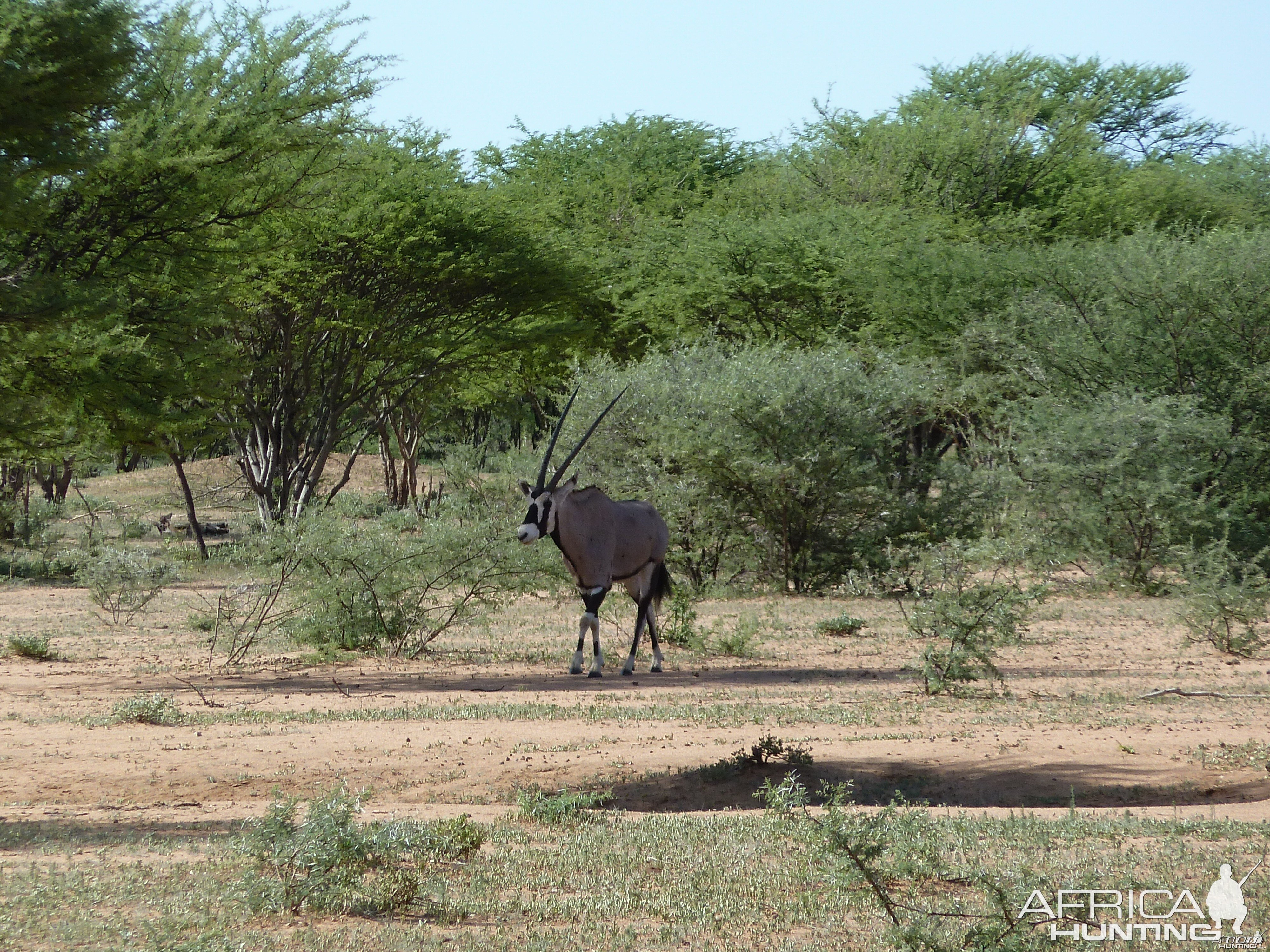 Gemsbok Namibia