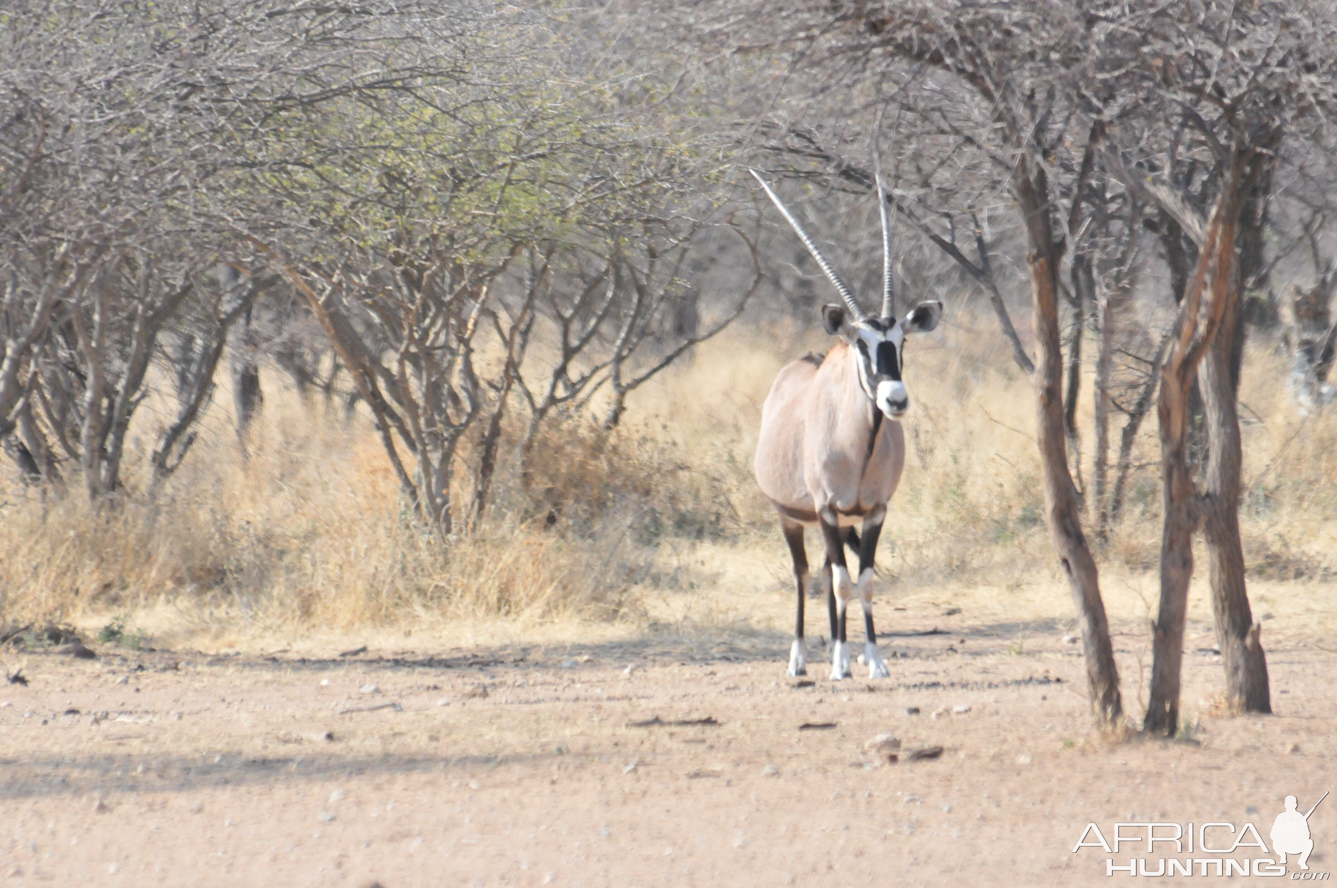 Gemsbok Namibia