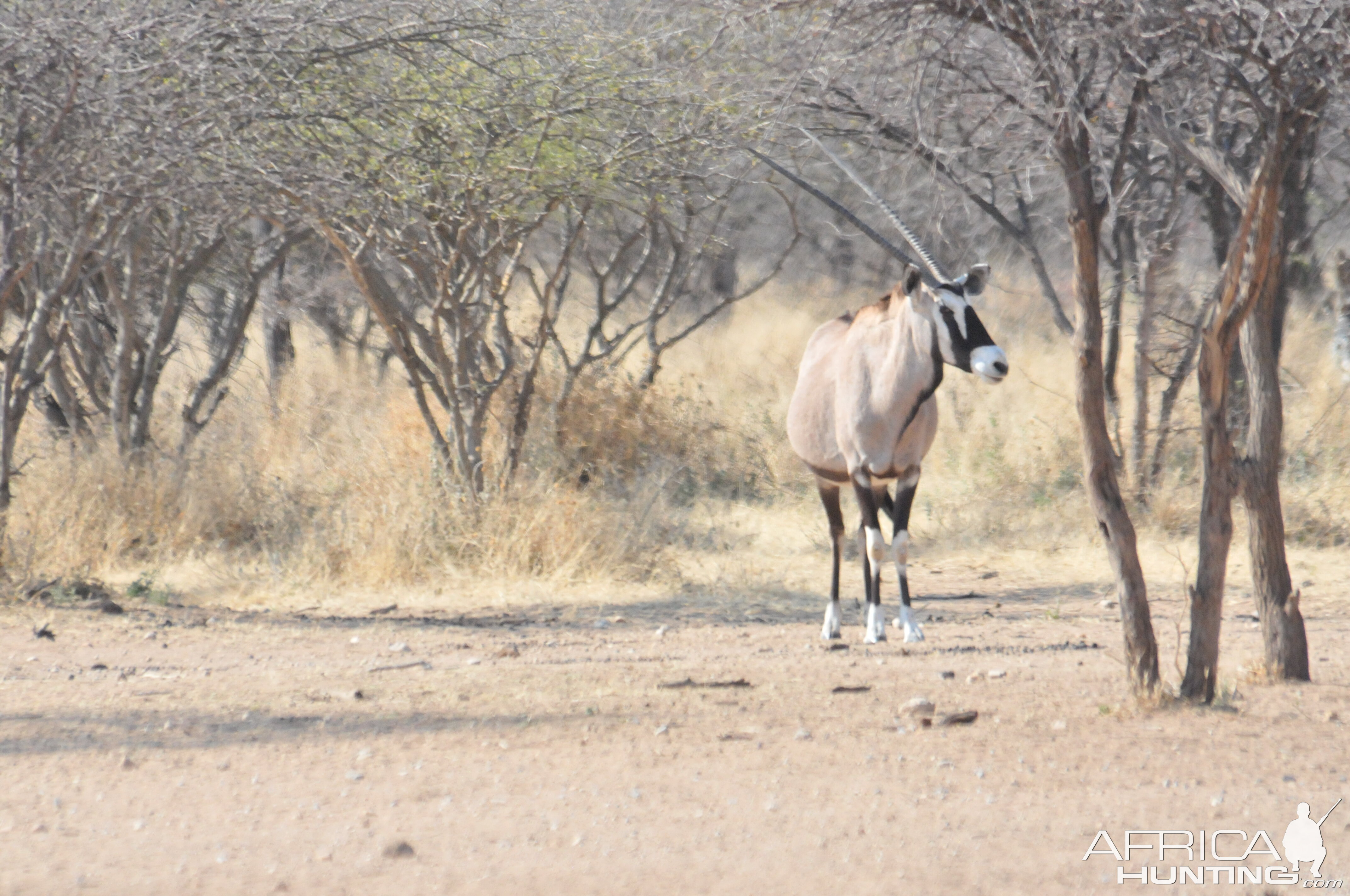 Gemsbok Namibia