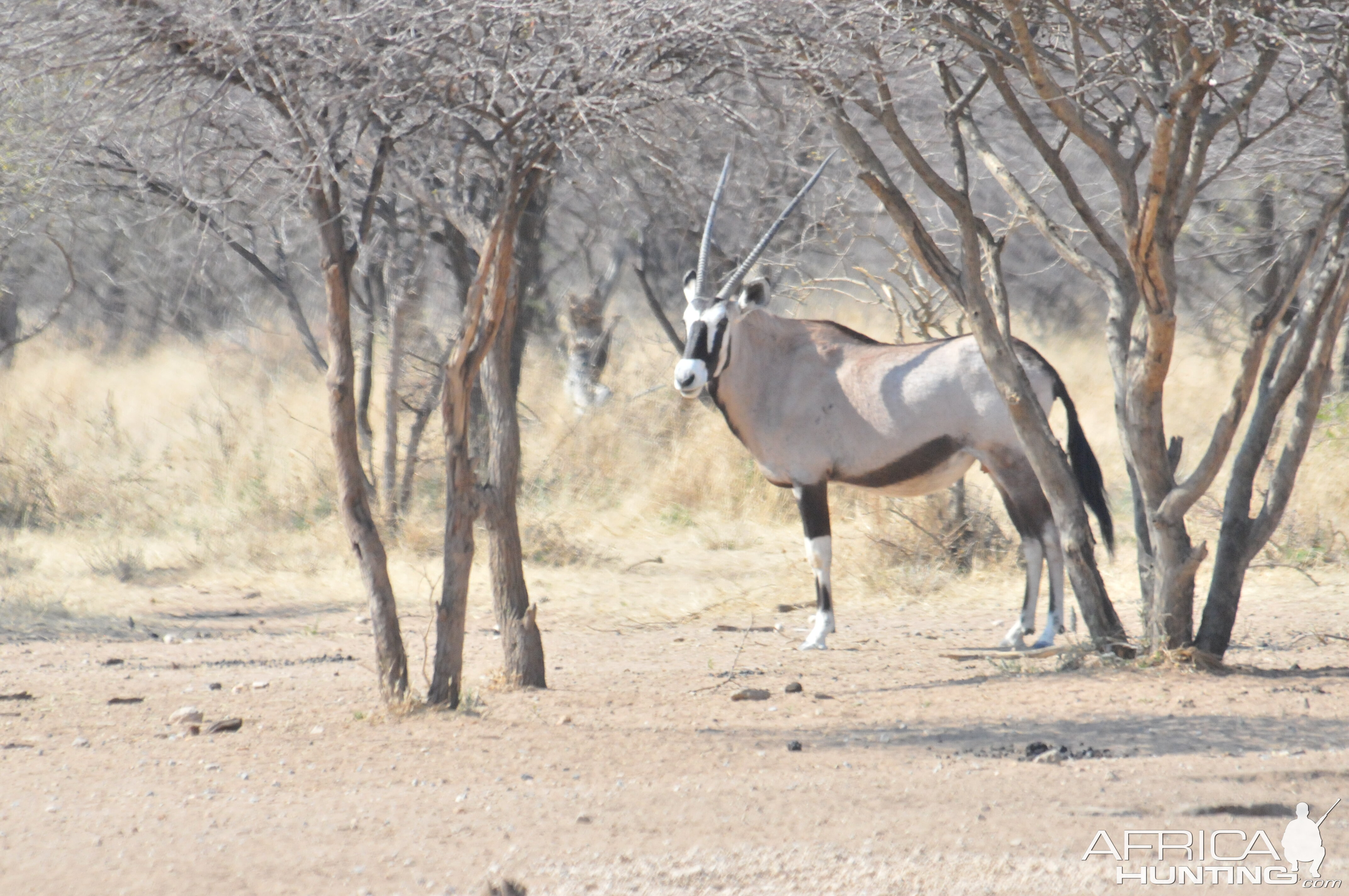 Gemsbok Namibia