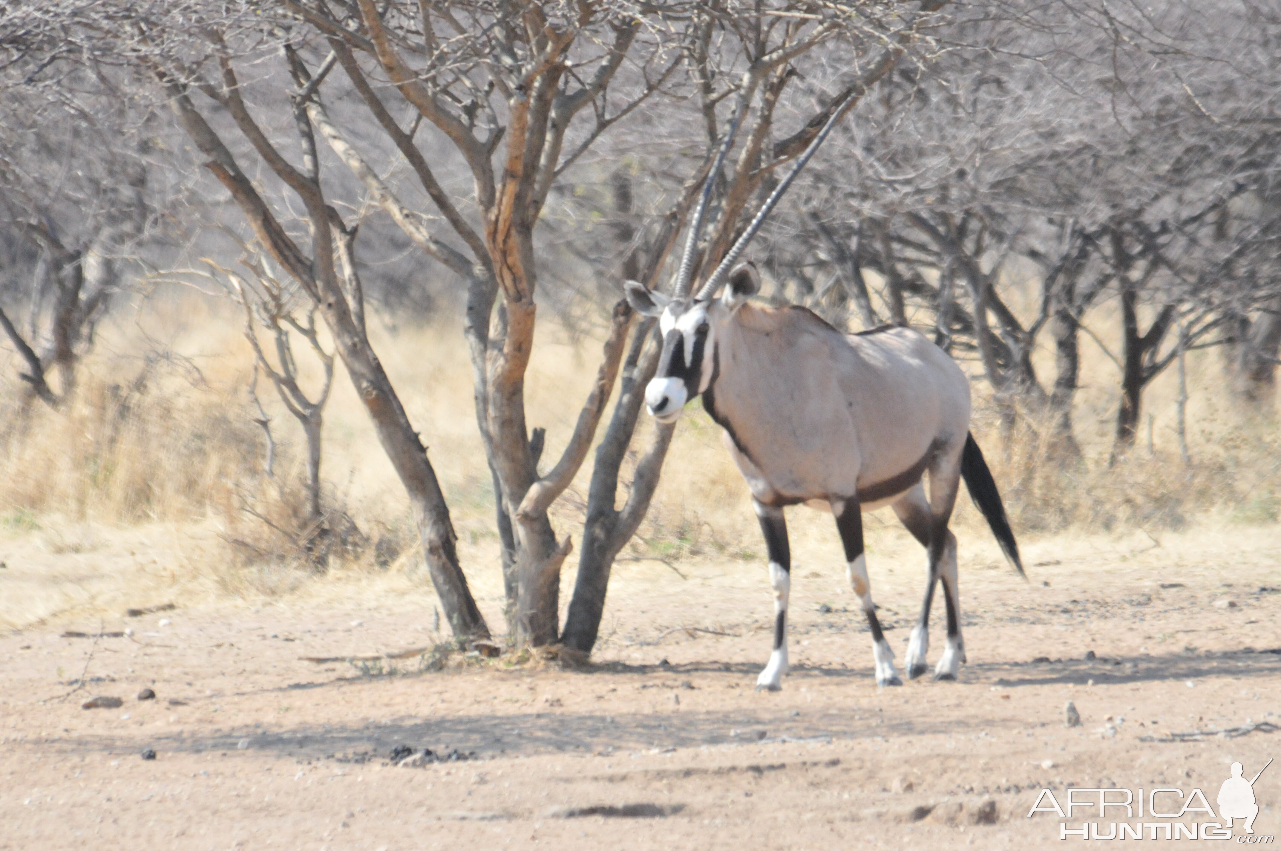 Gemsbok Namibia