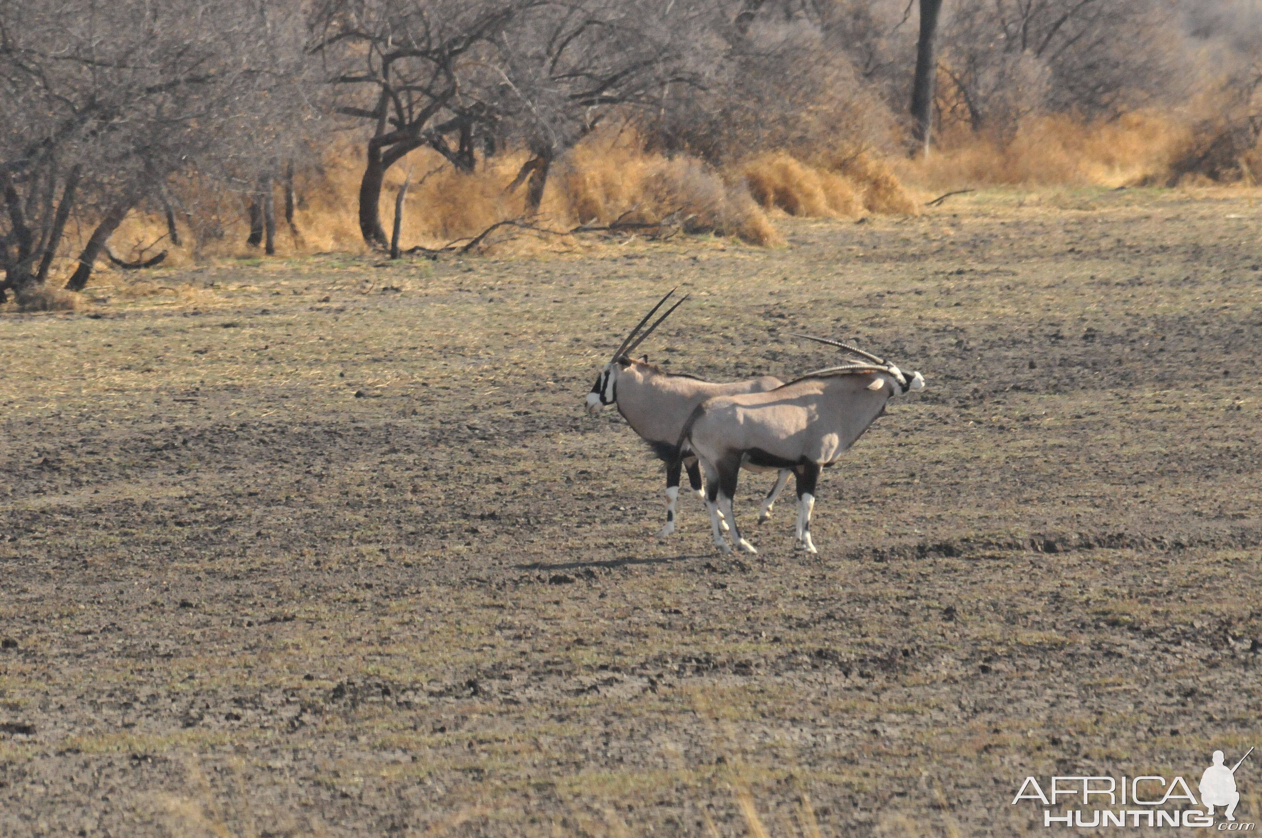 Gemsbok Namibia