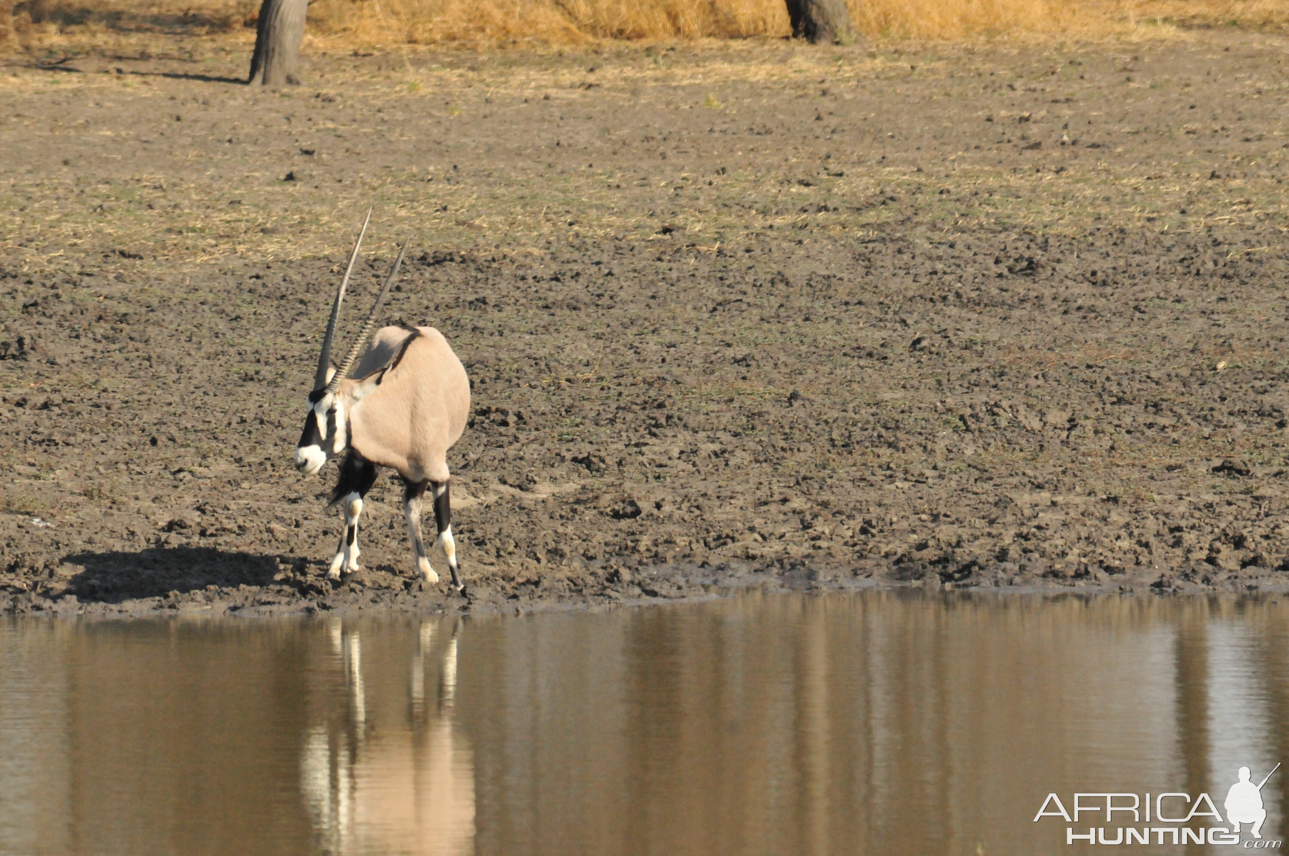 Gemsbok Namibia