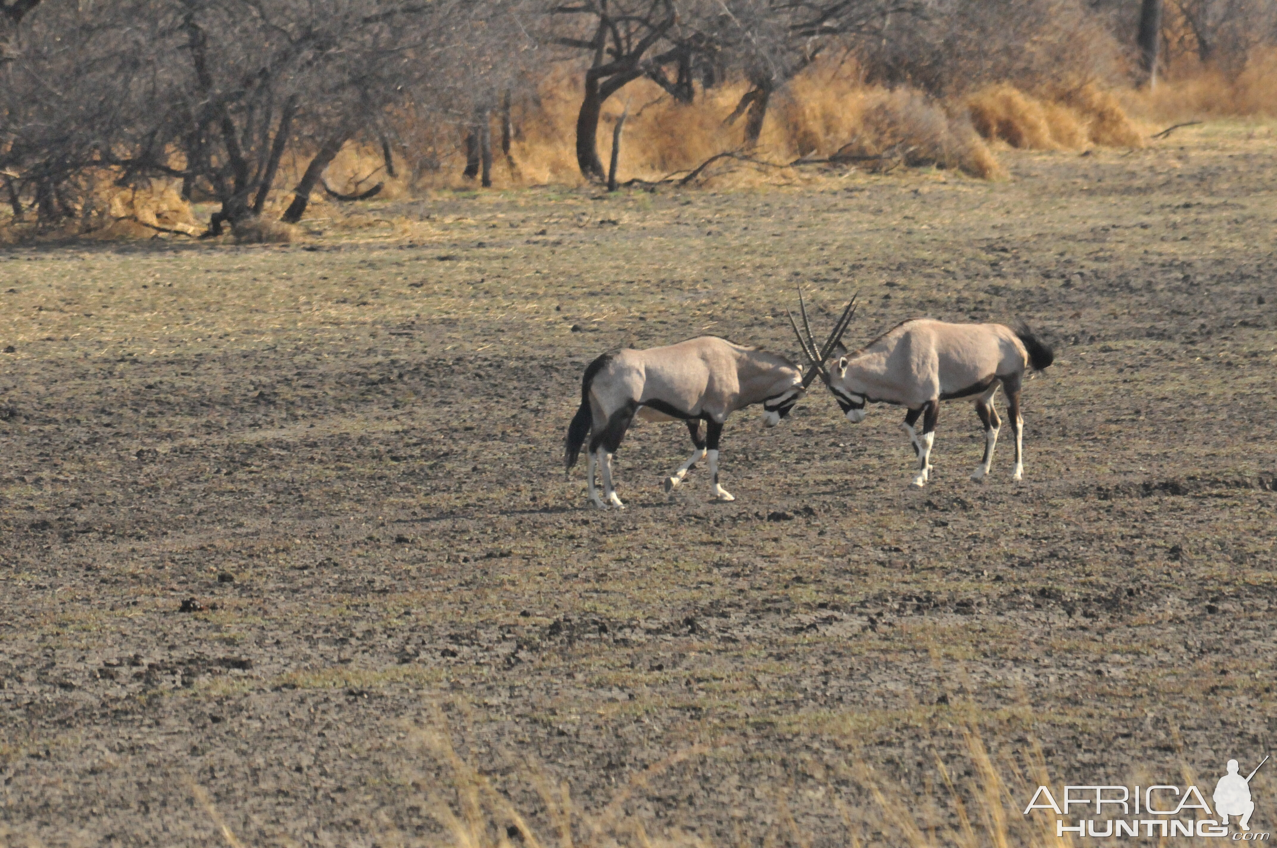 Gemsbok Namibia