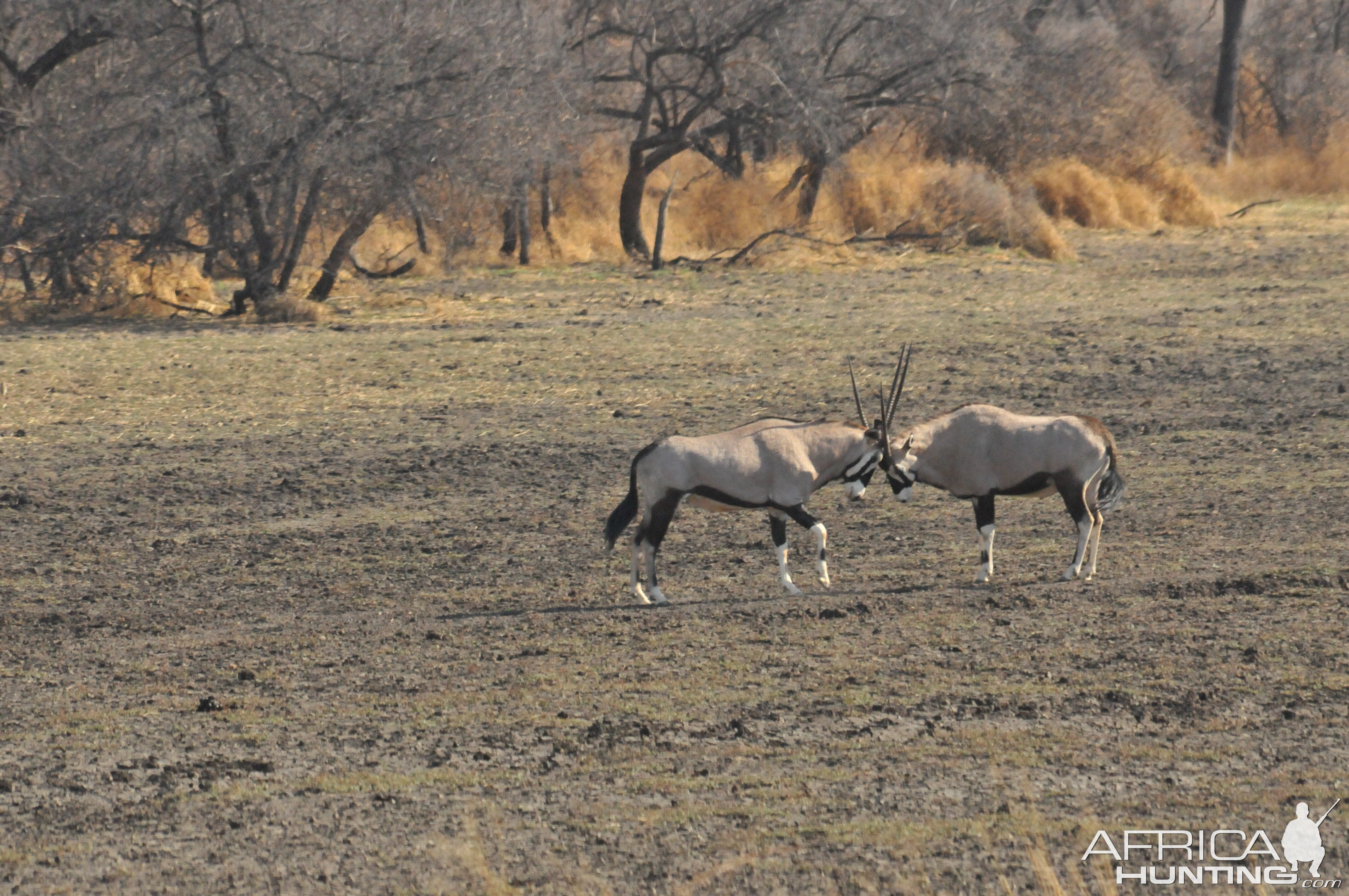 Gemsbok Namibia