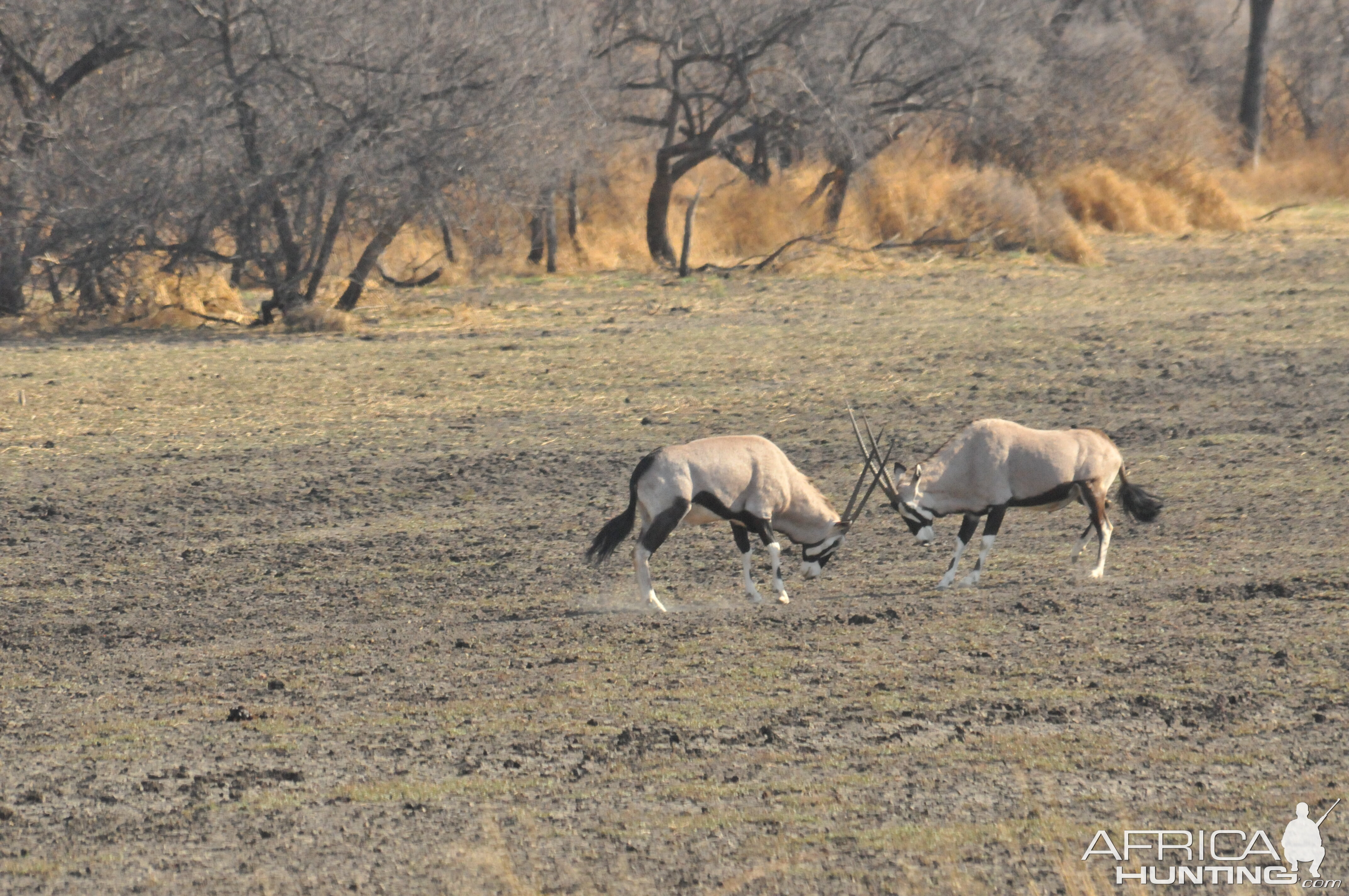 Gemsbok Namibia