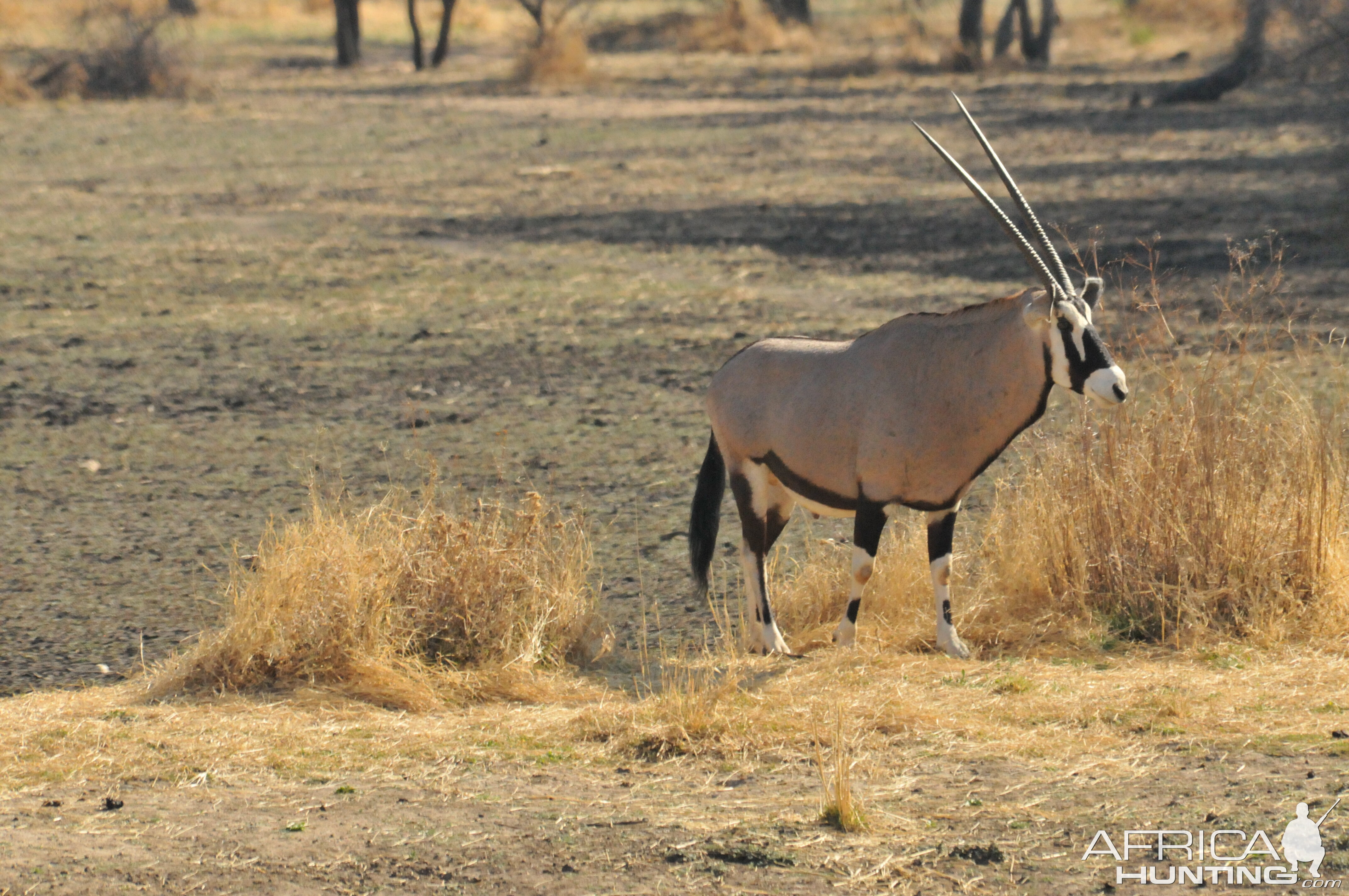 Gemsbok Namibia