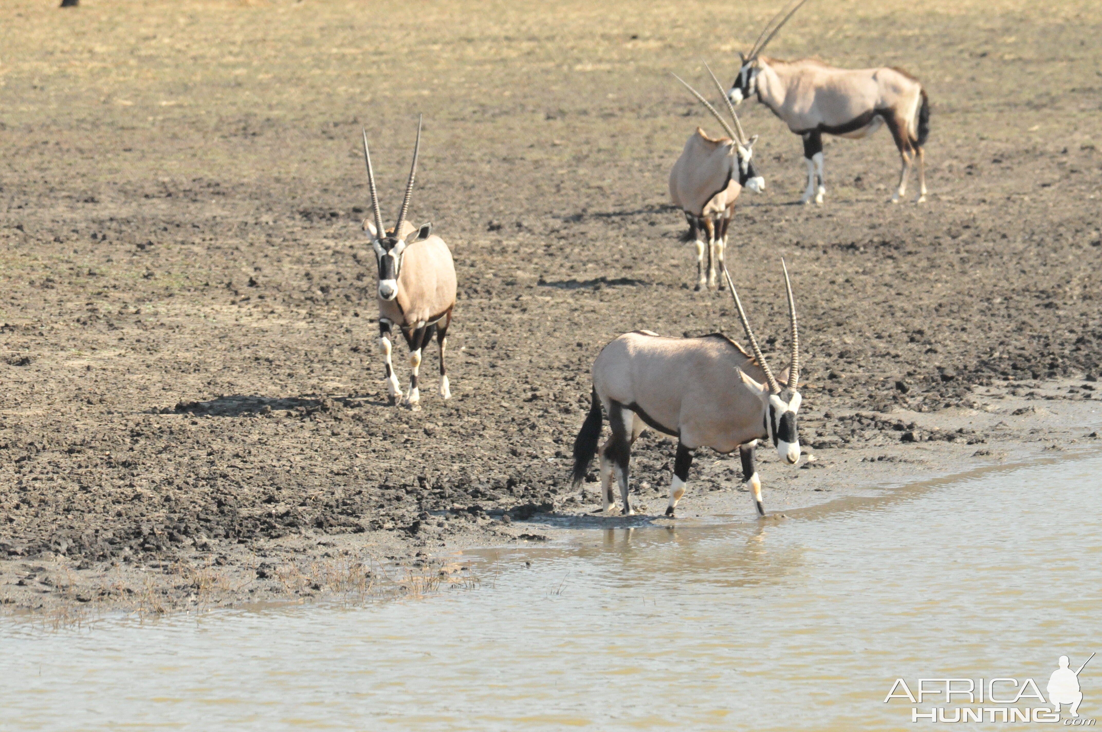 Gemsbok Namibia