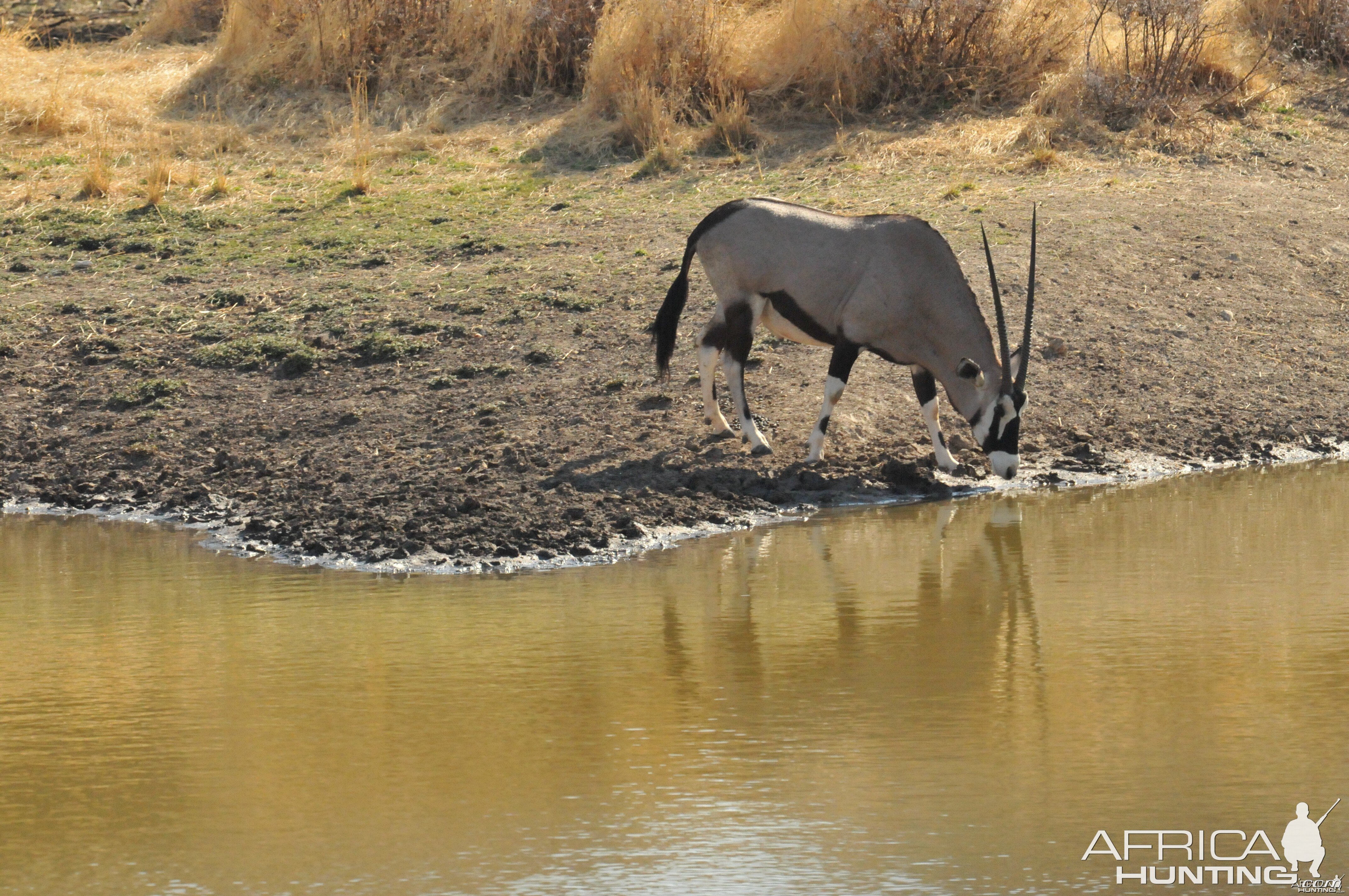 Gemsbok Namibia