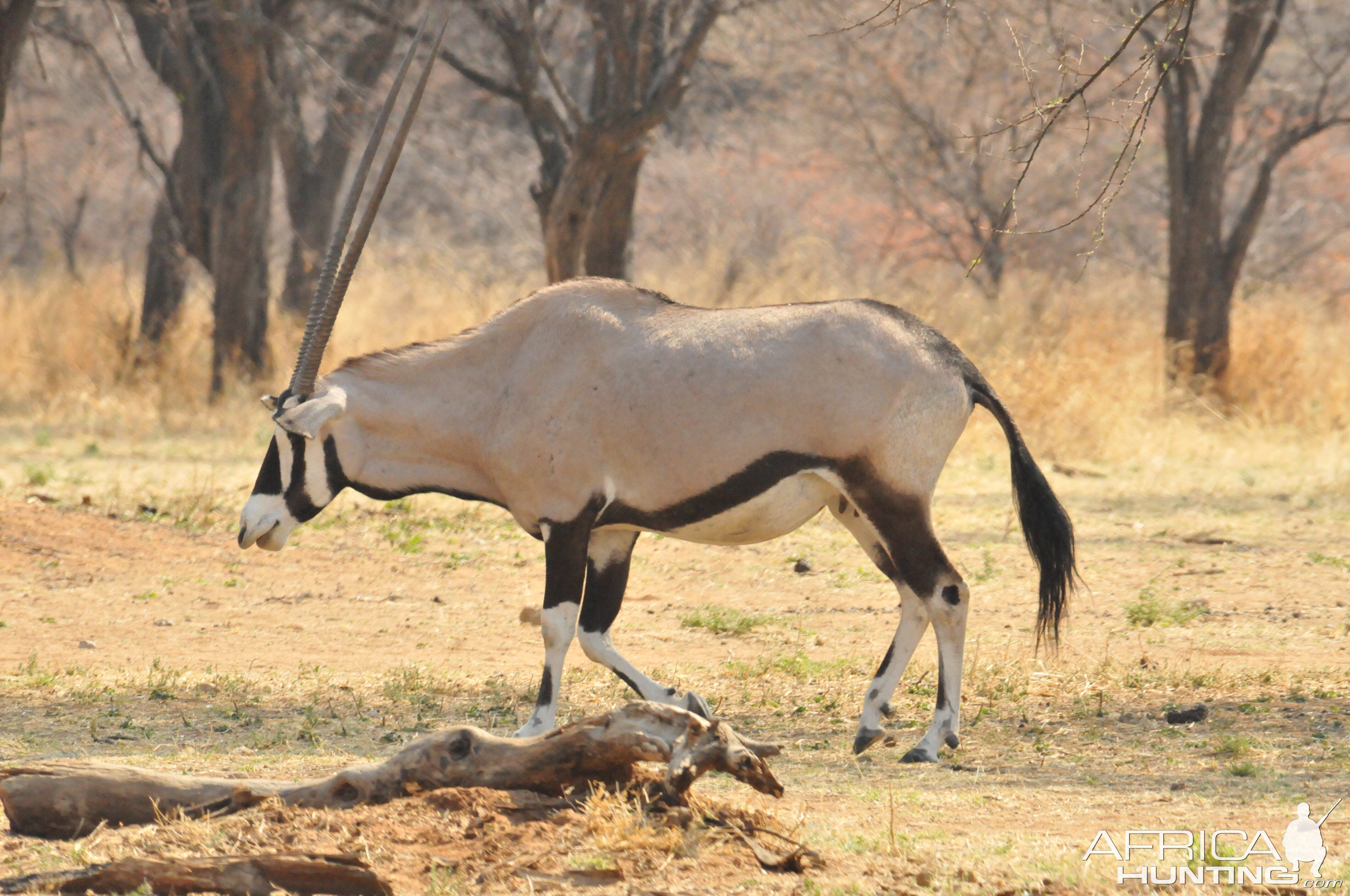 Gemsbok Namibia