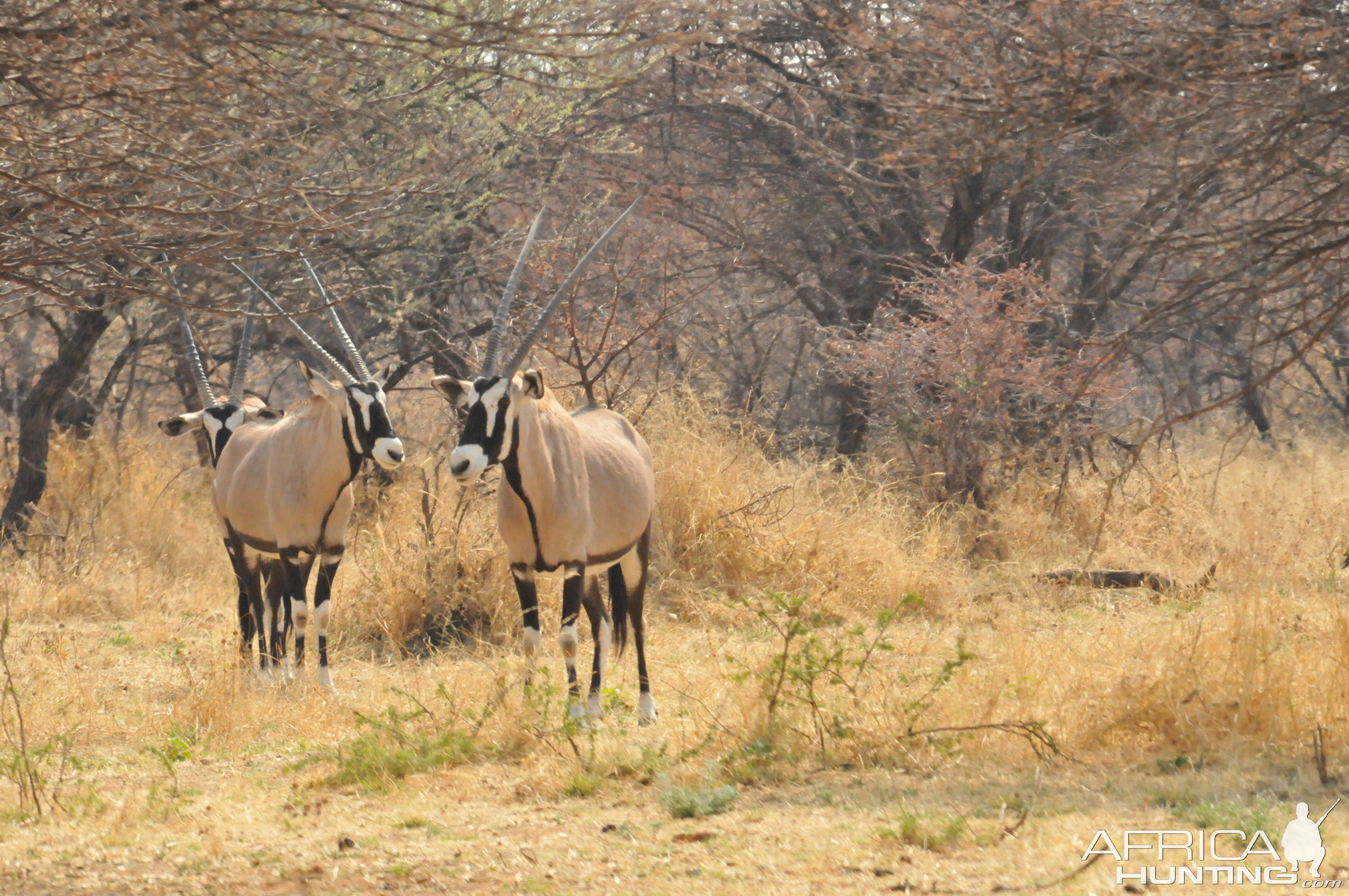 Gemsbok Namibia