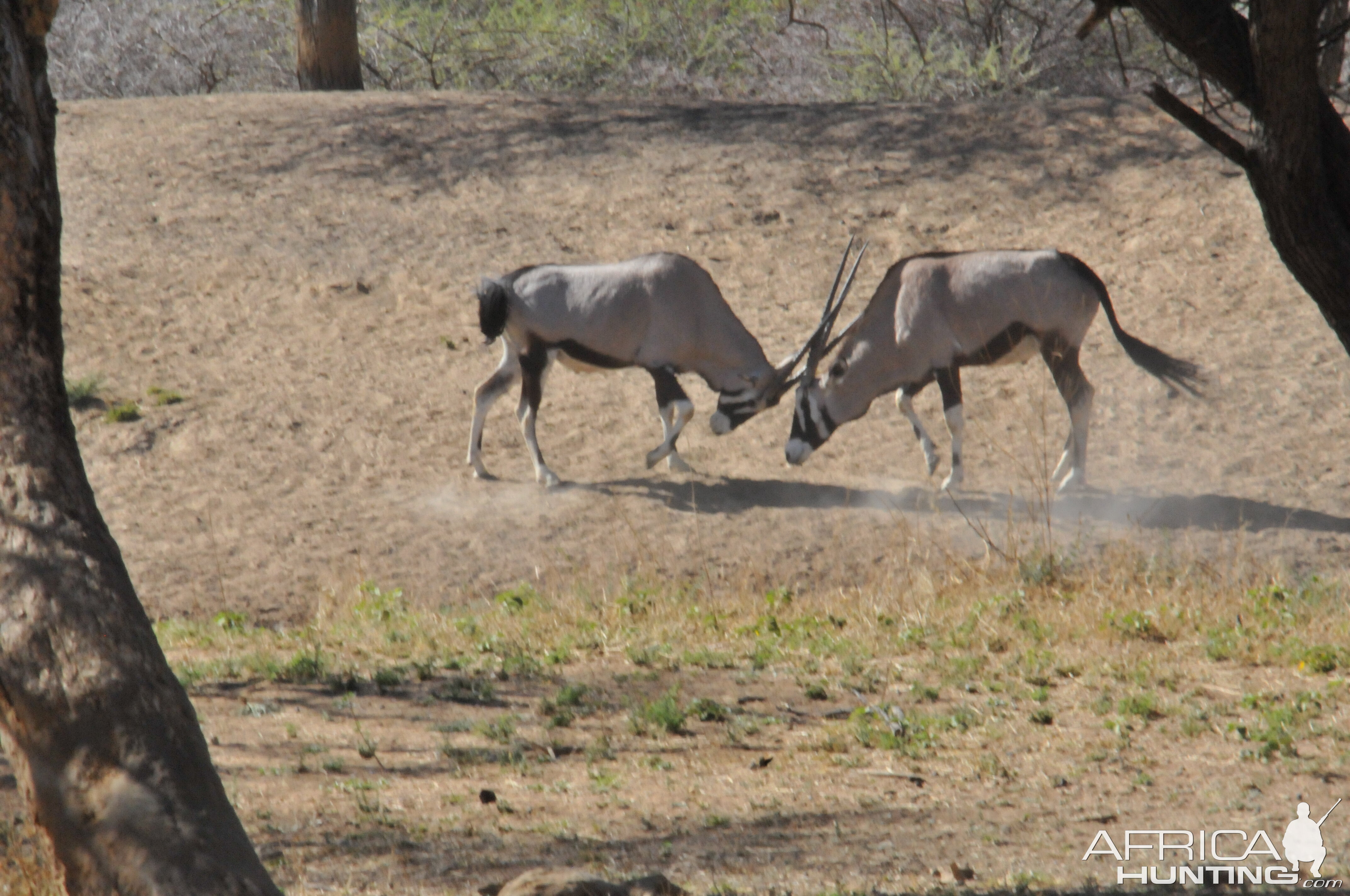 Gemsbok Namibia