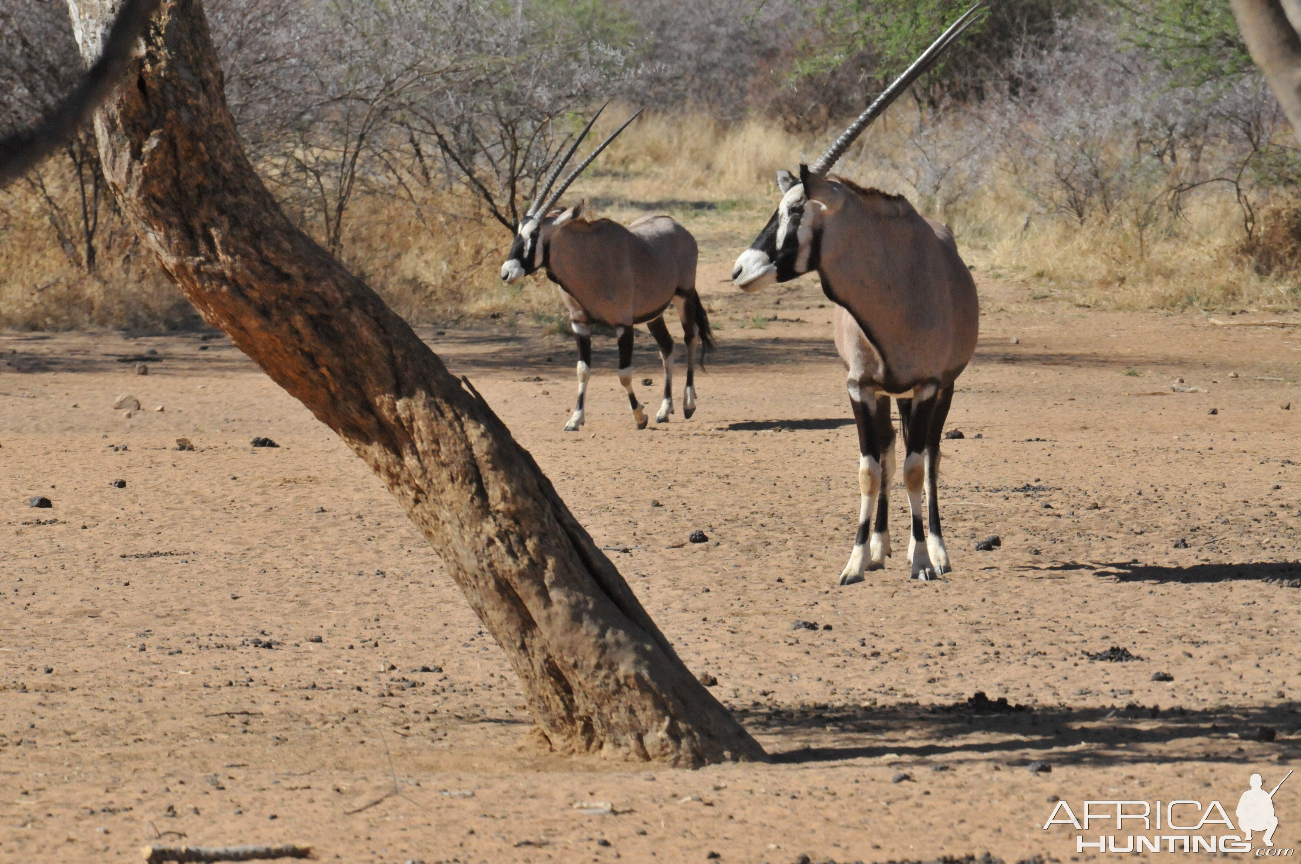 Gemsbok Namibia