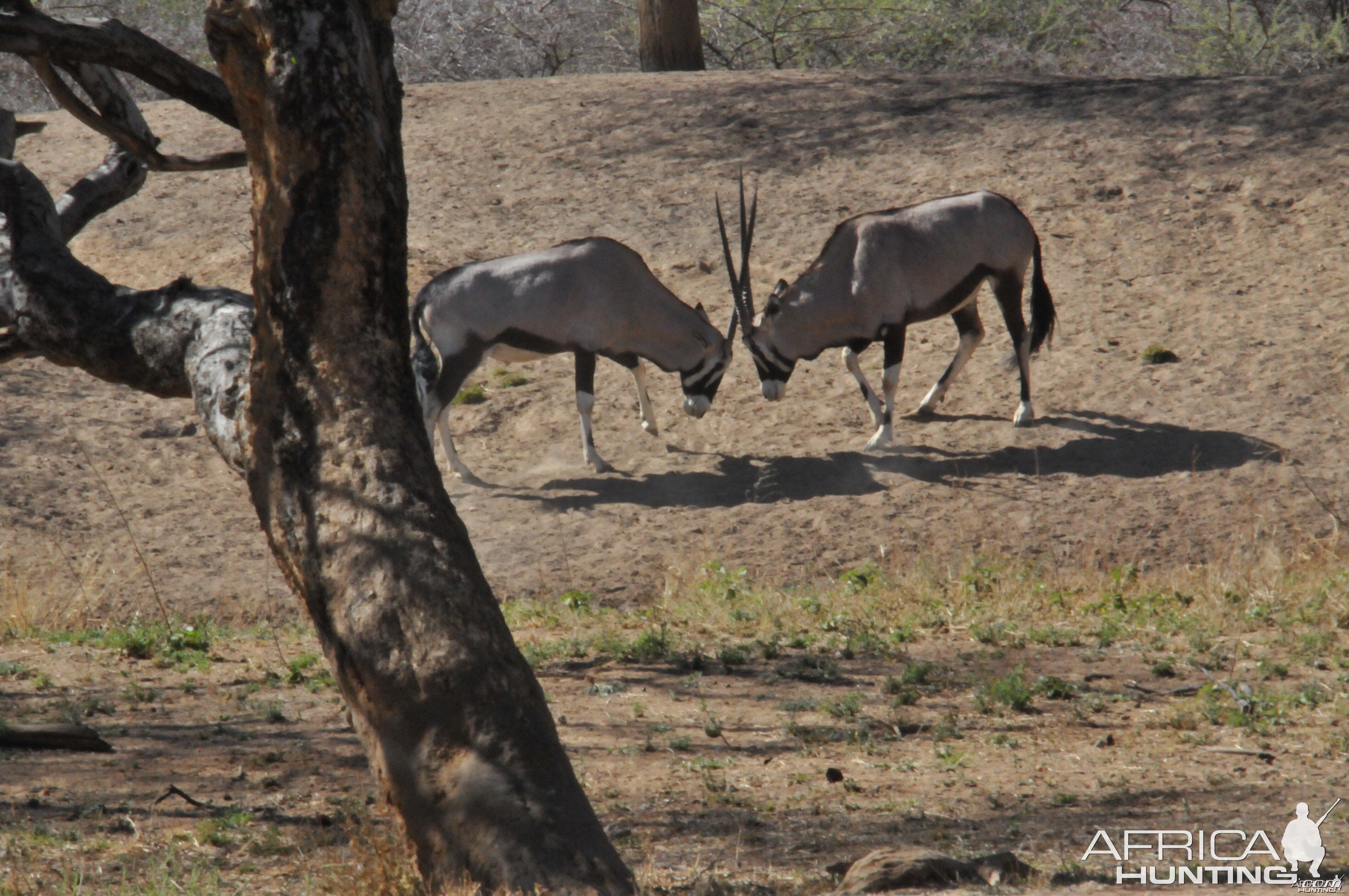 Gemsbok Namibia