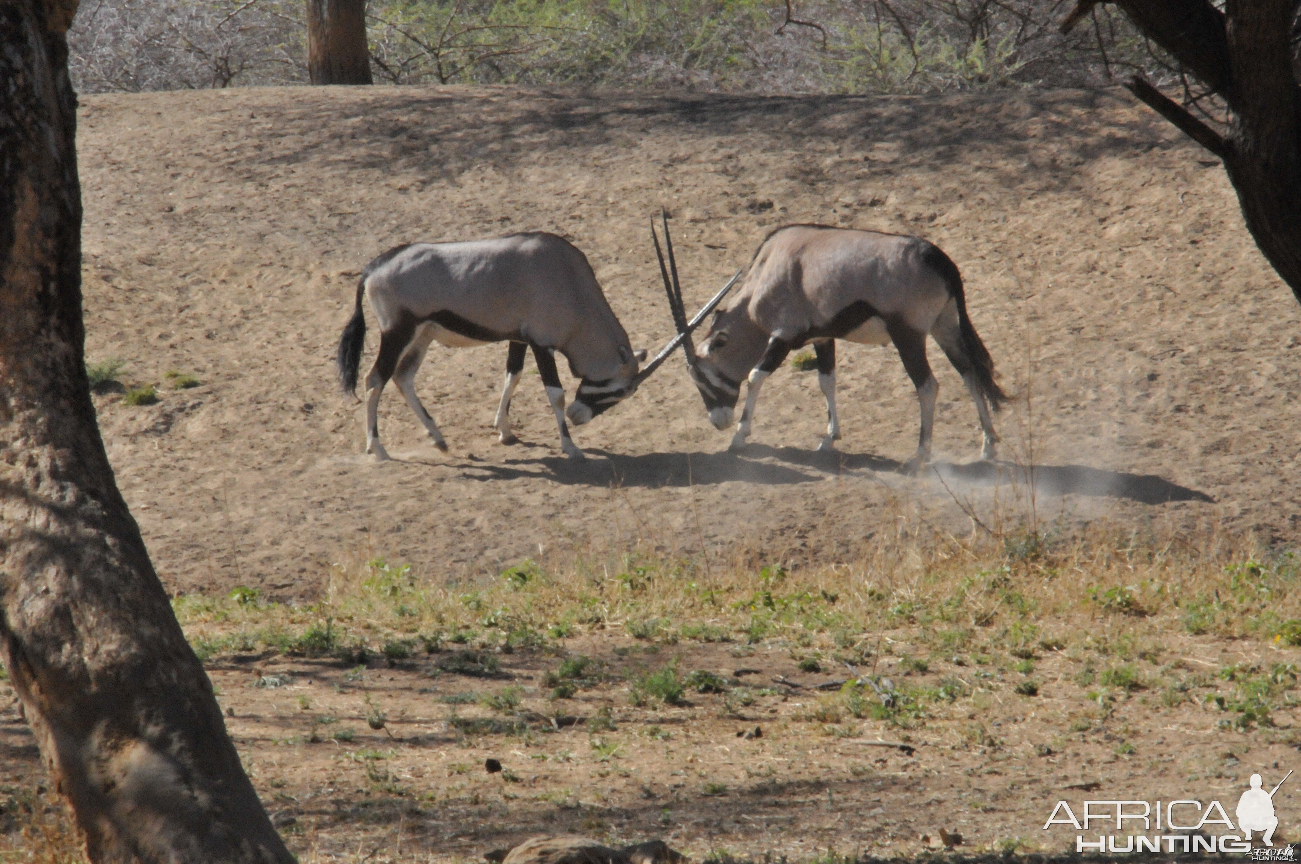 Gemsbok Namibia