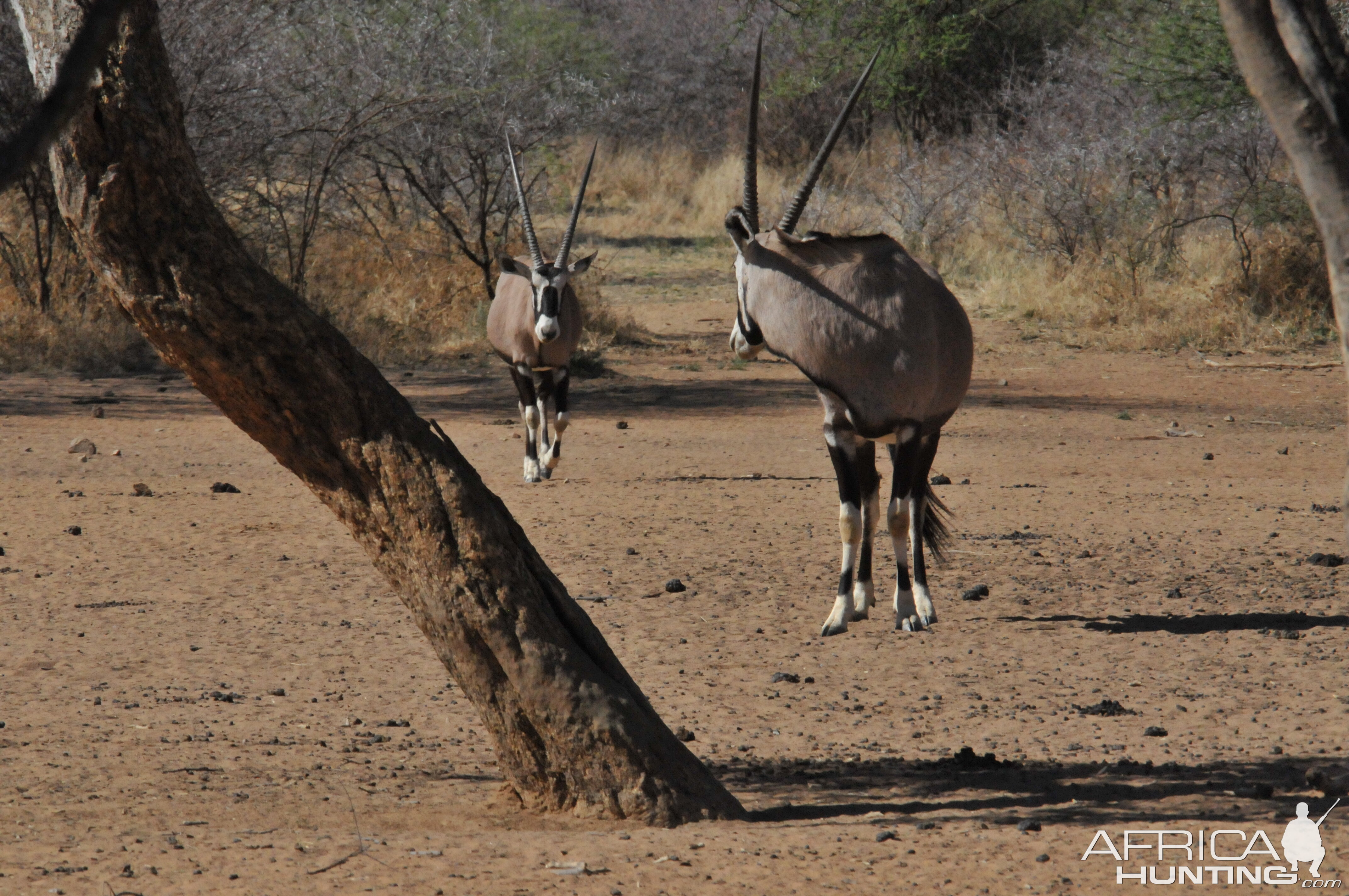 Gemsbok Namibia