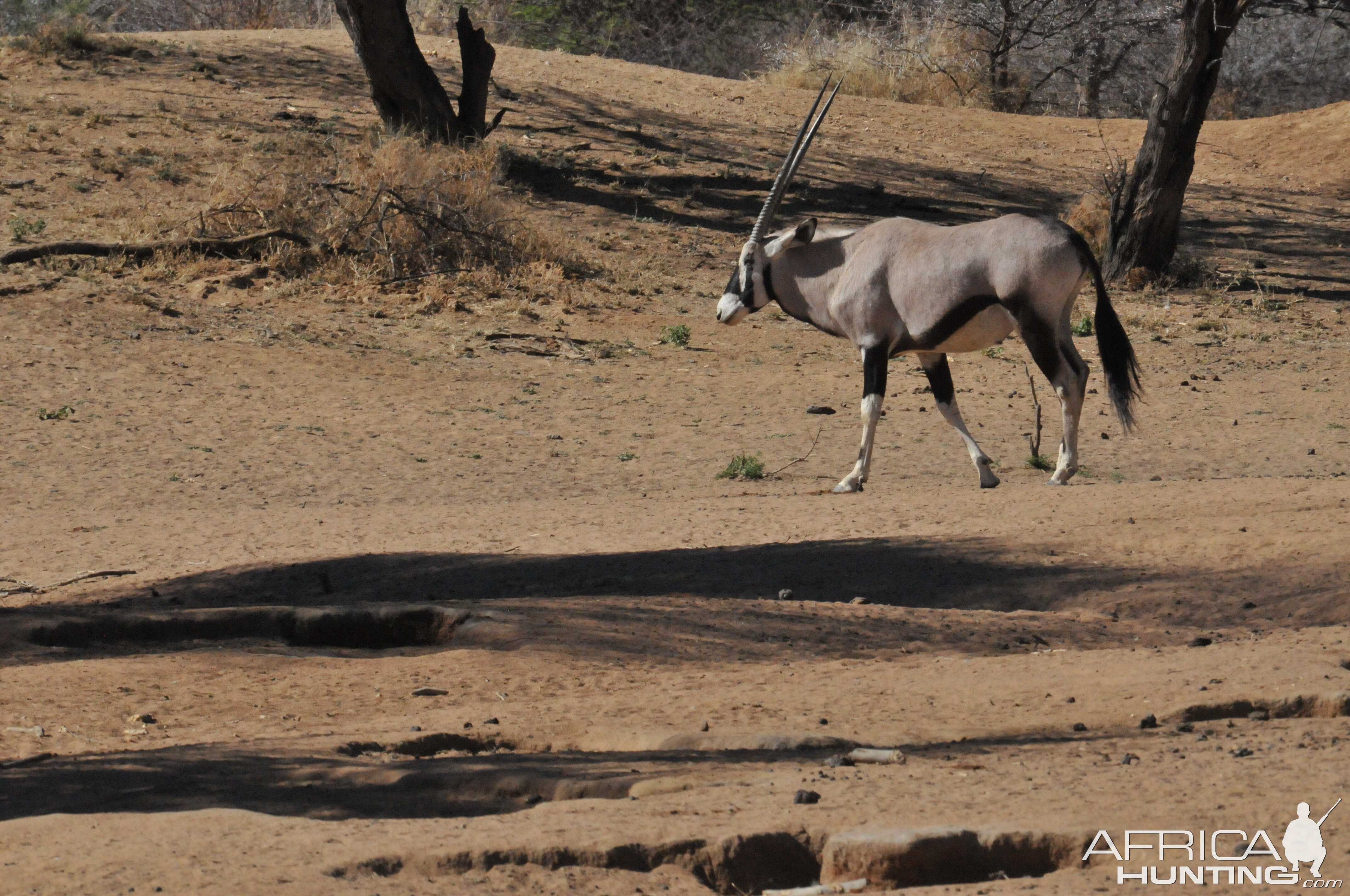 Gemsbok Namibia