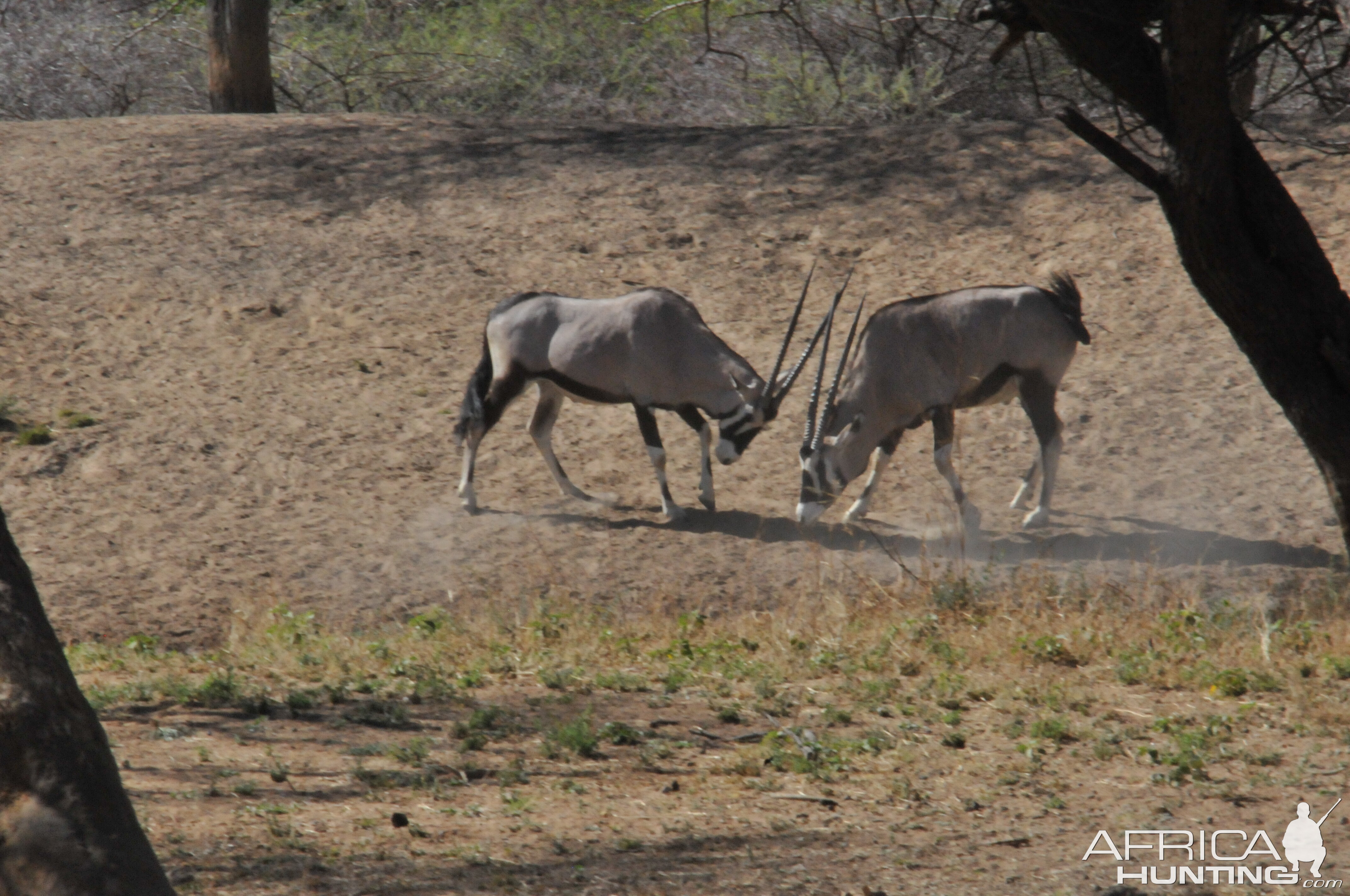 Gemsbok Namibia