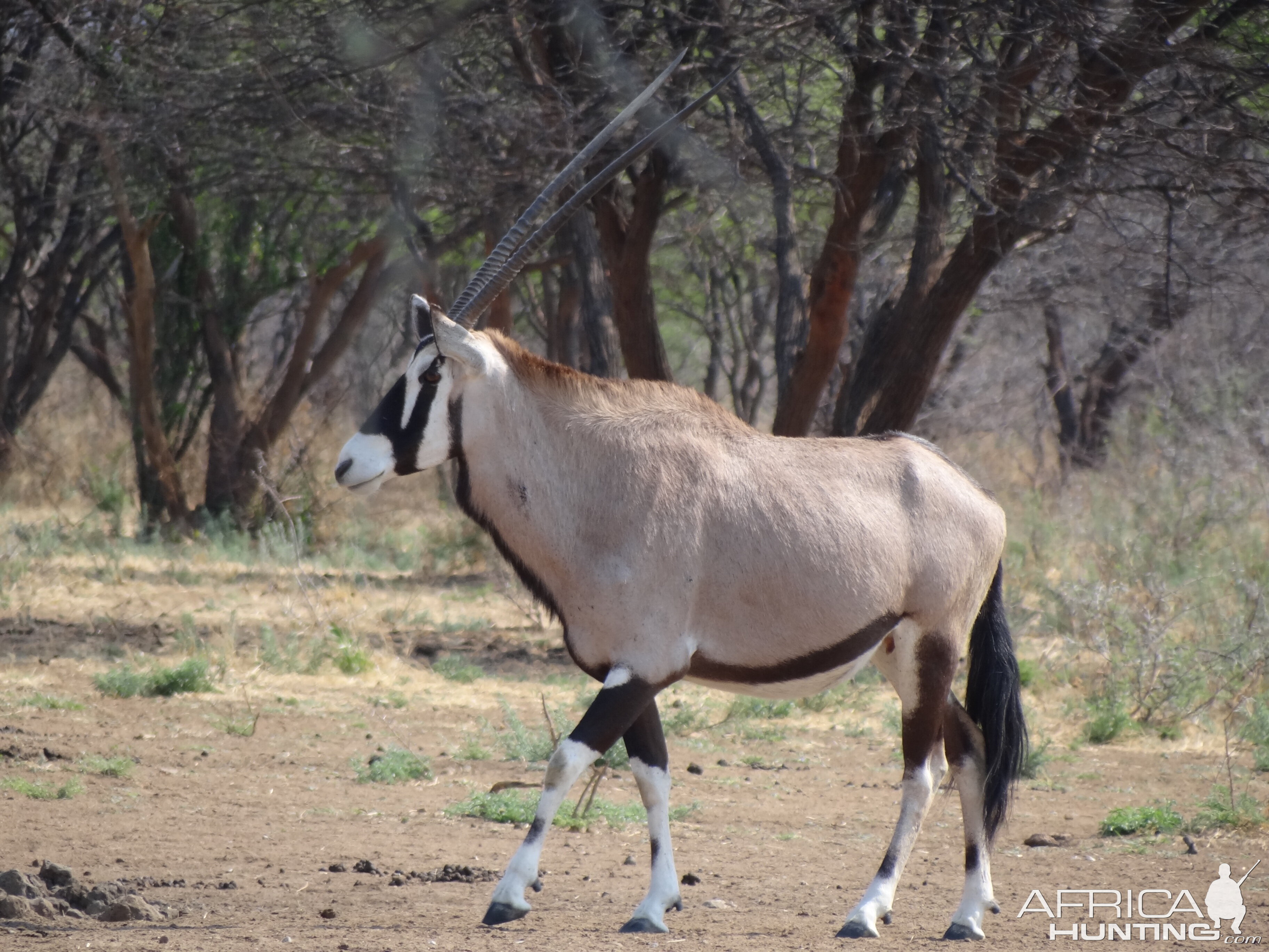 Gemsbok Namibia