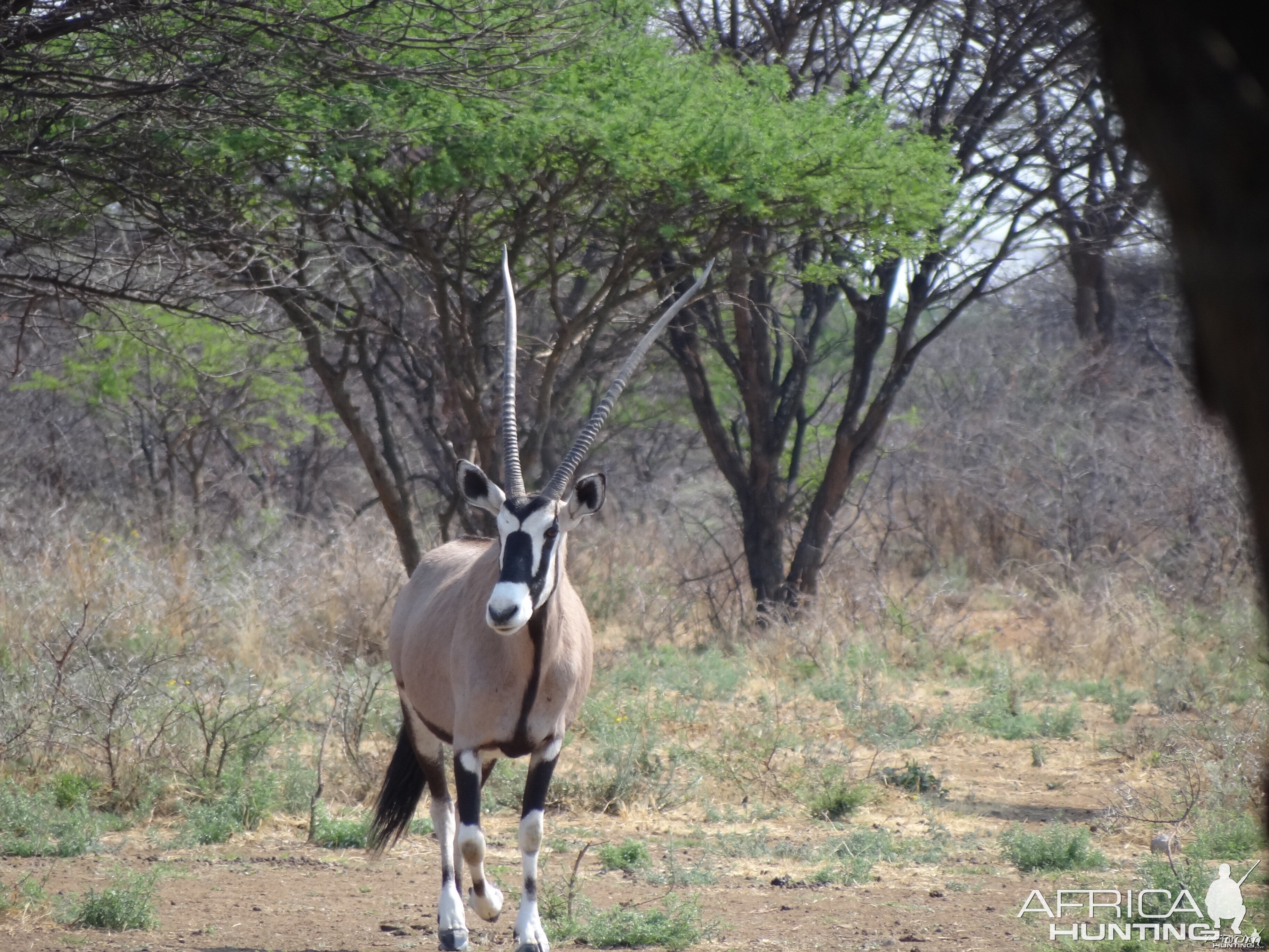 Gemsbok Namibia