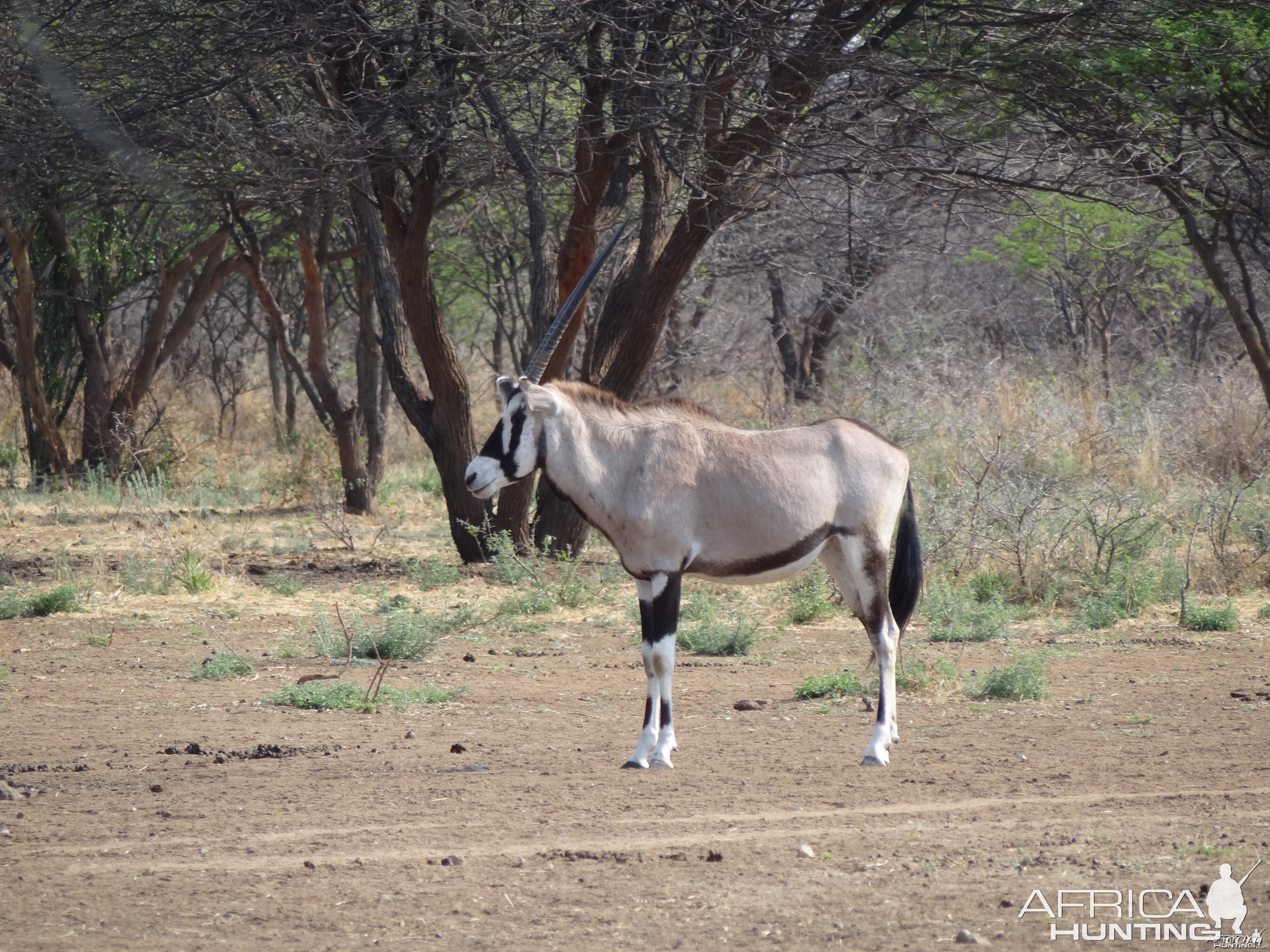 Gemsbok Namibia