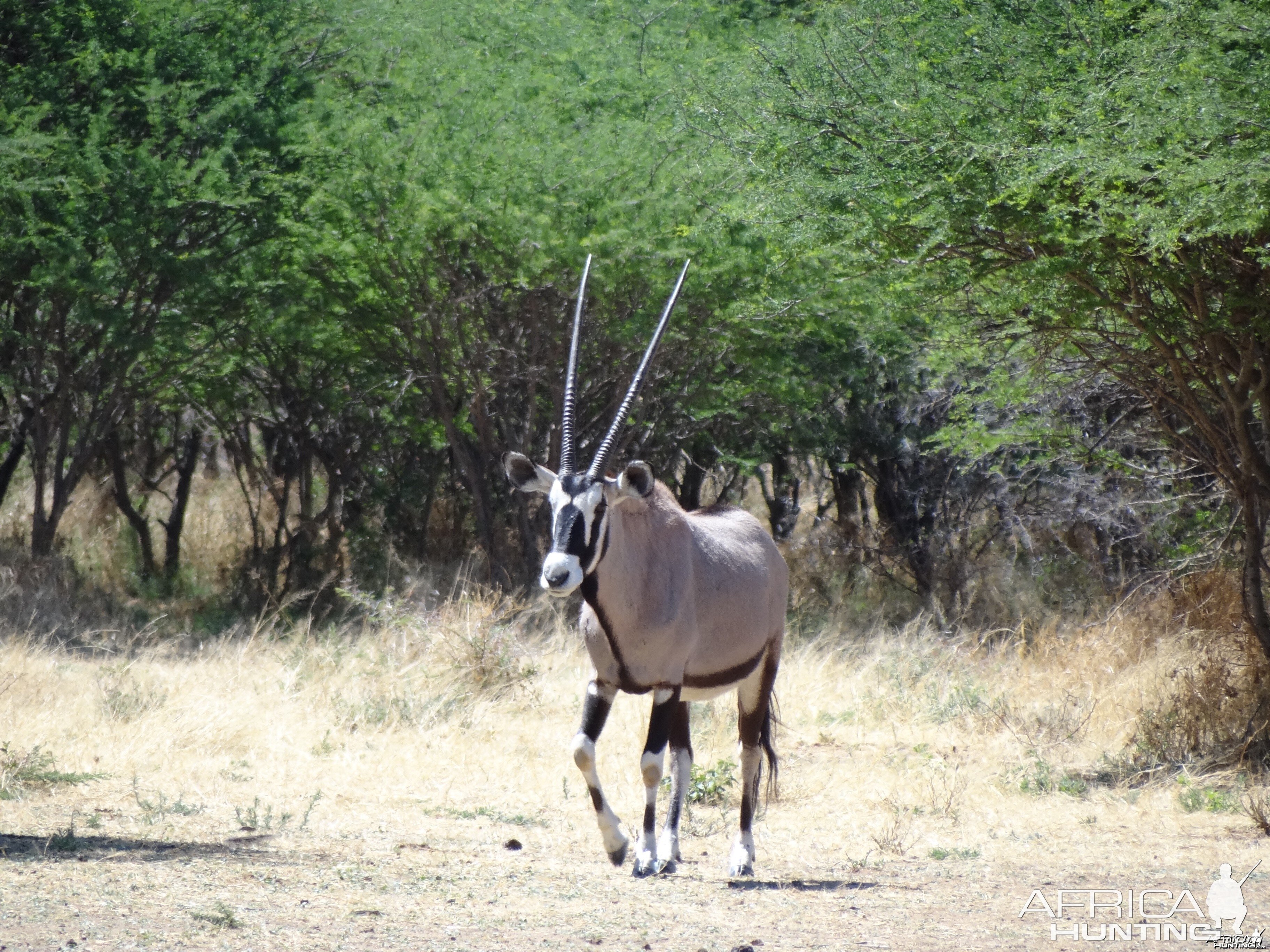 Gemsbok Namibia