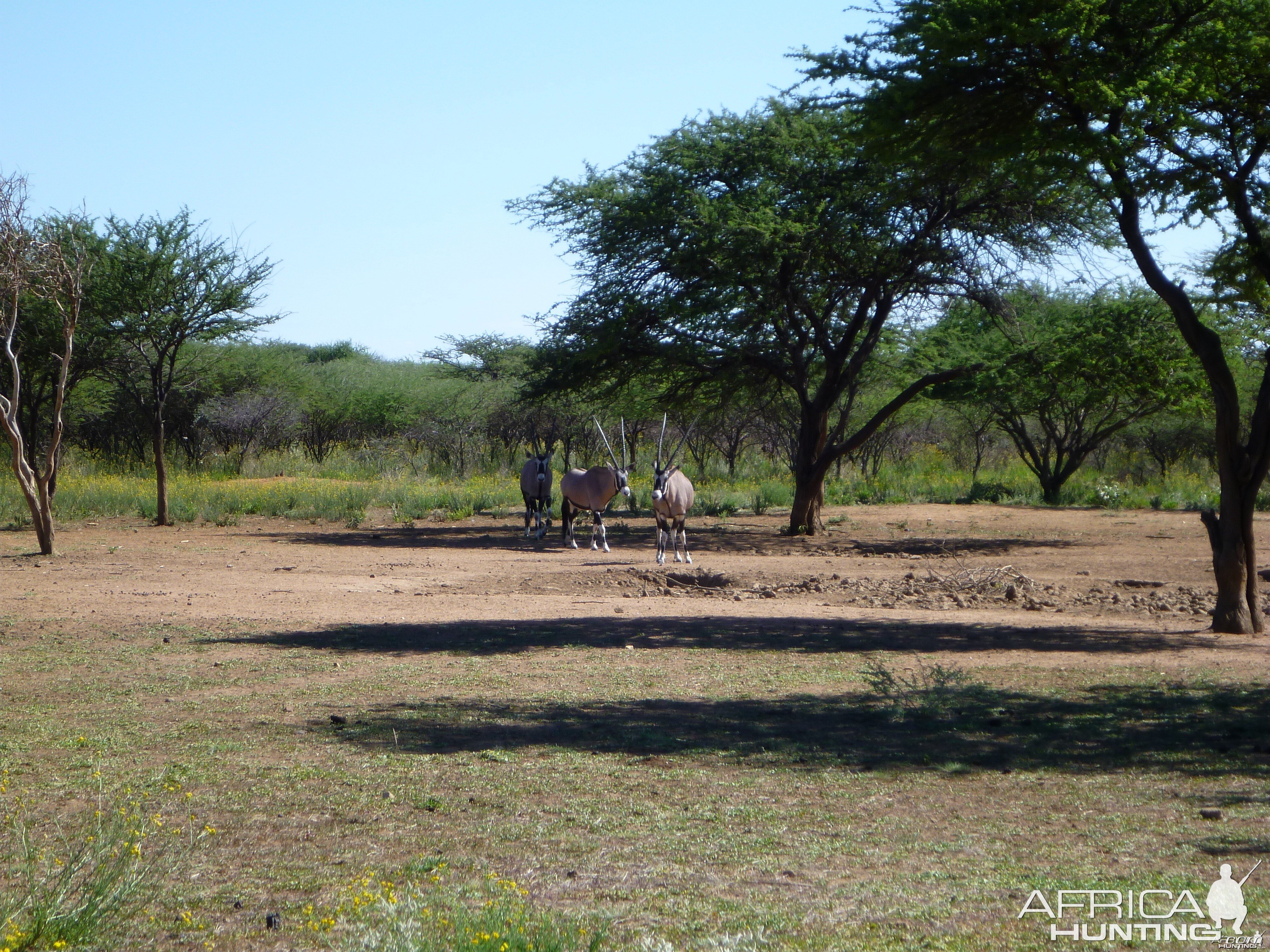 Gemsbok Namibia