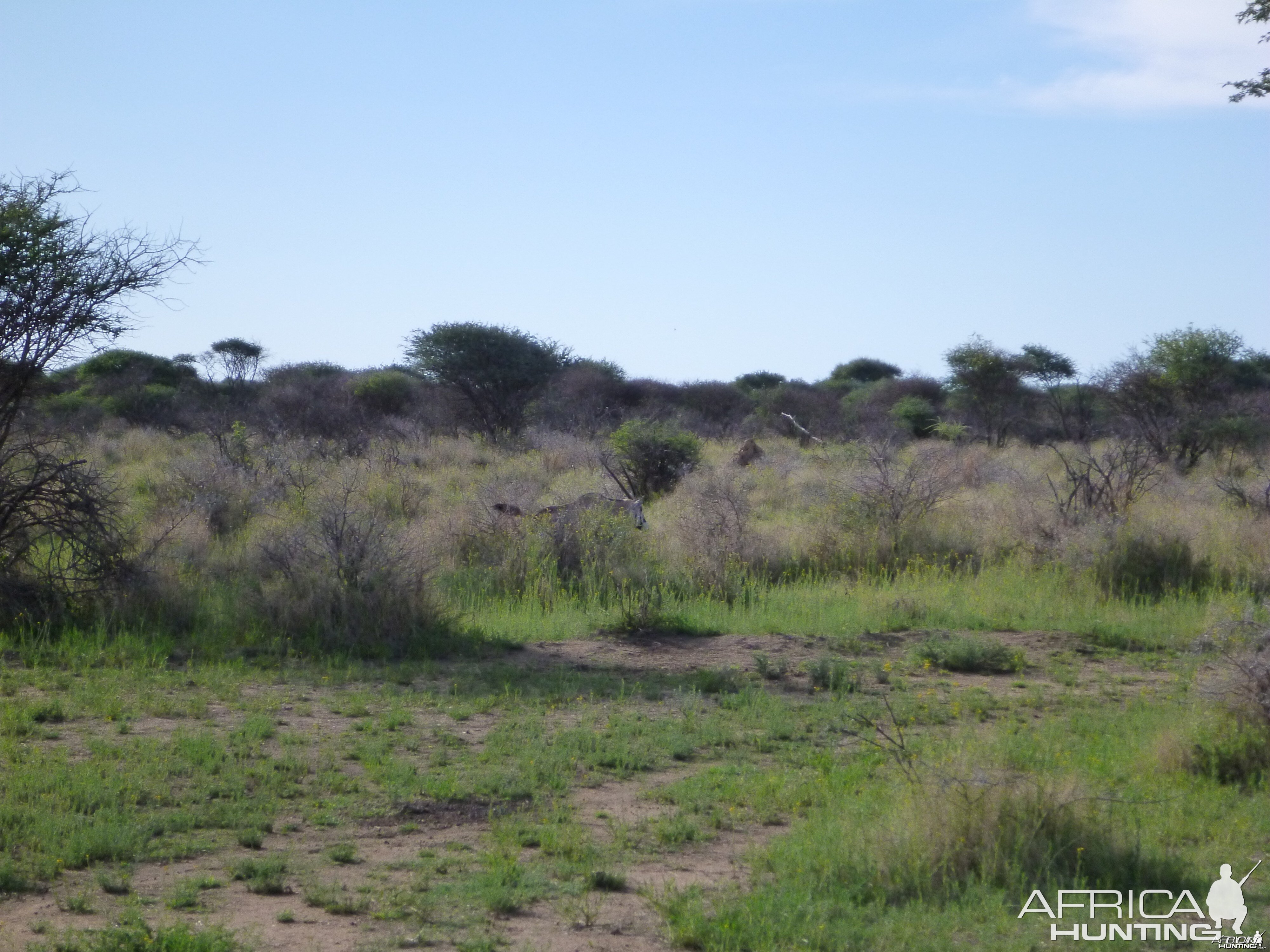 Gemsbok Namibia