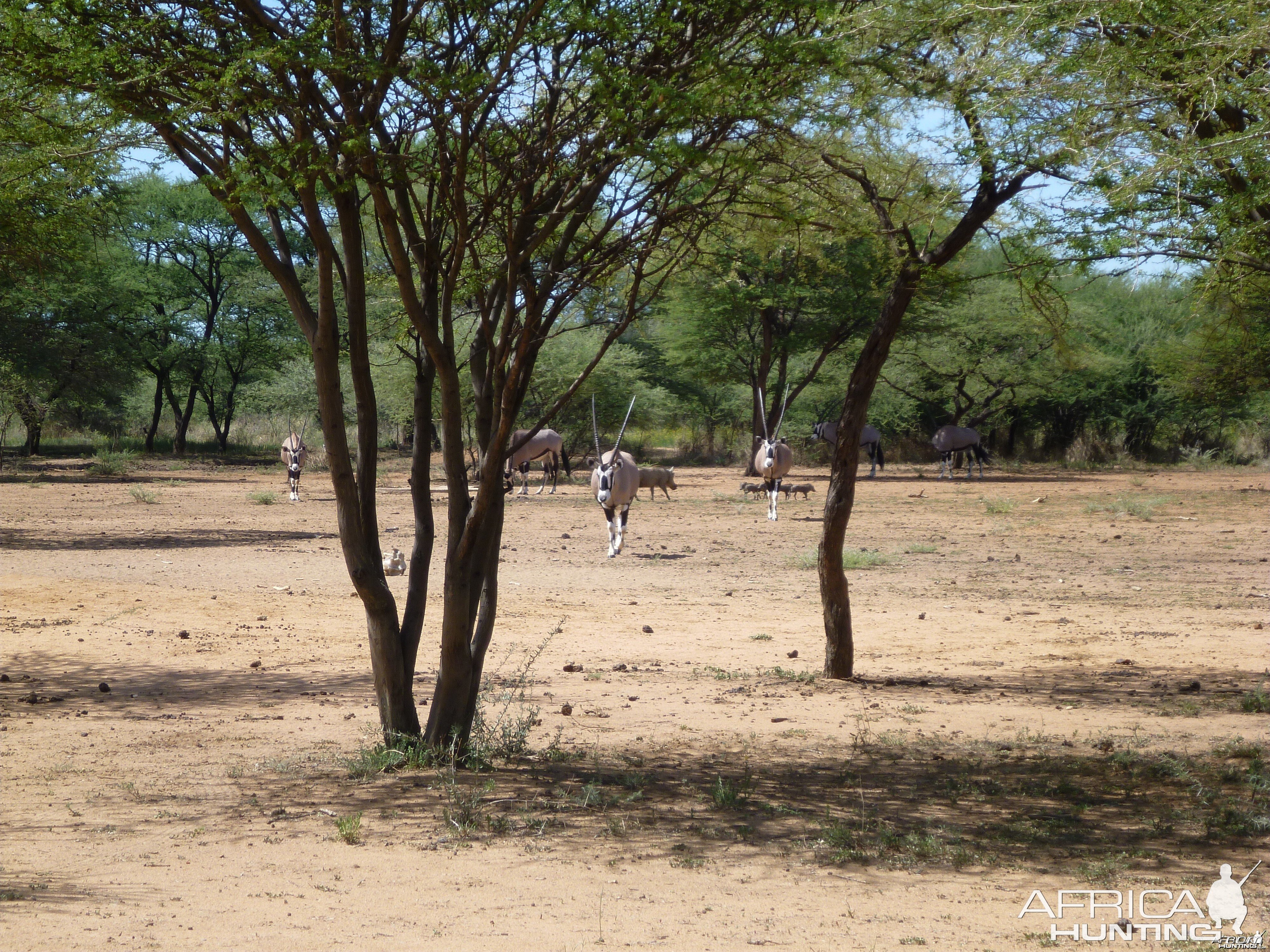 Gemsbok Namibia