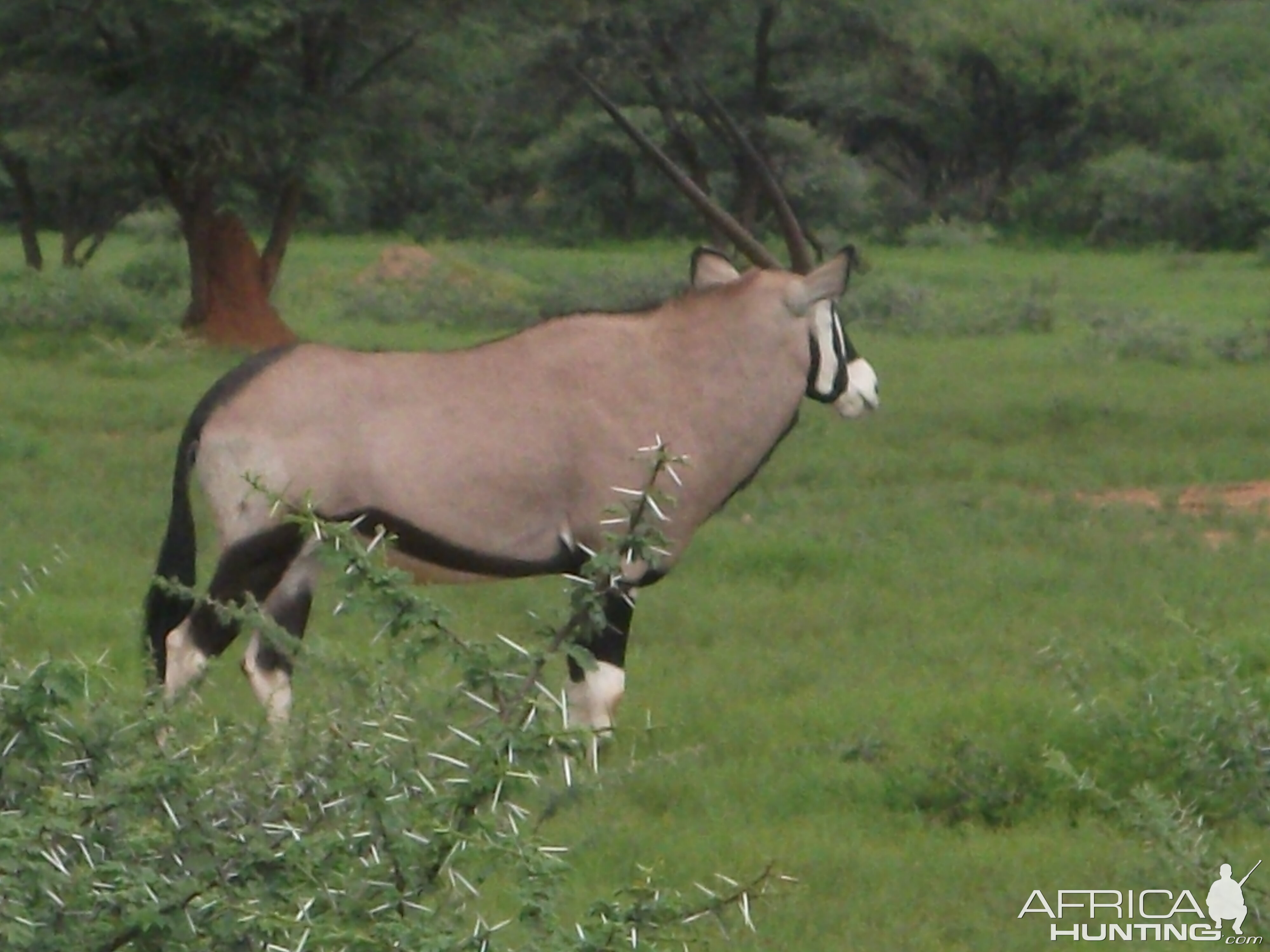 Gemsbok Namibia