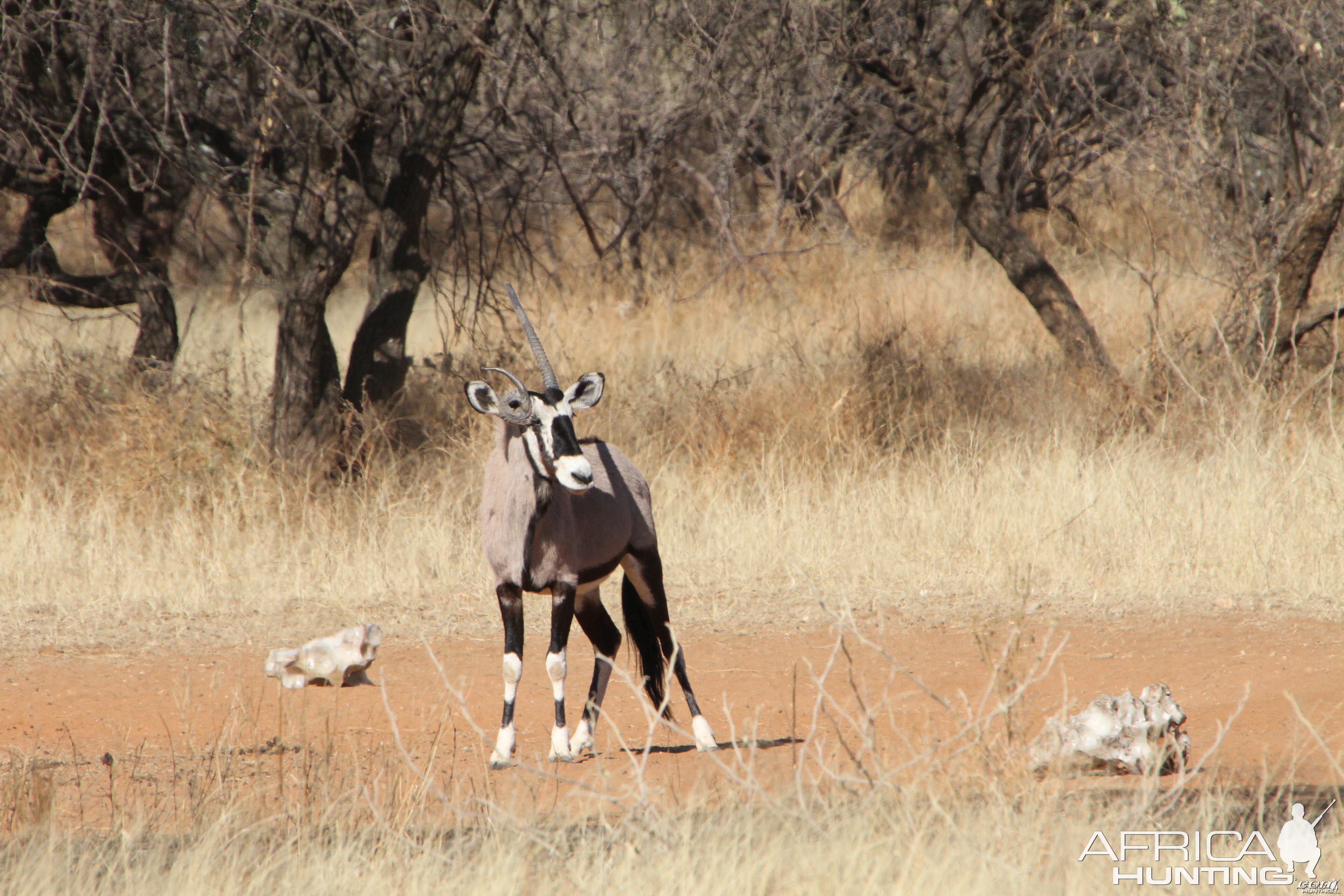 Gemsbok Namibia