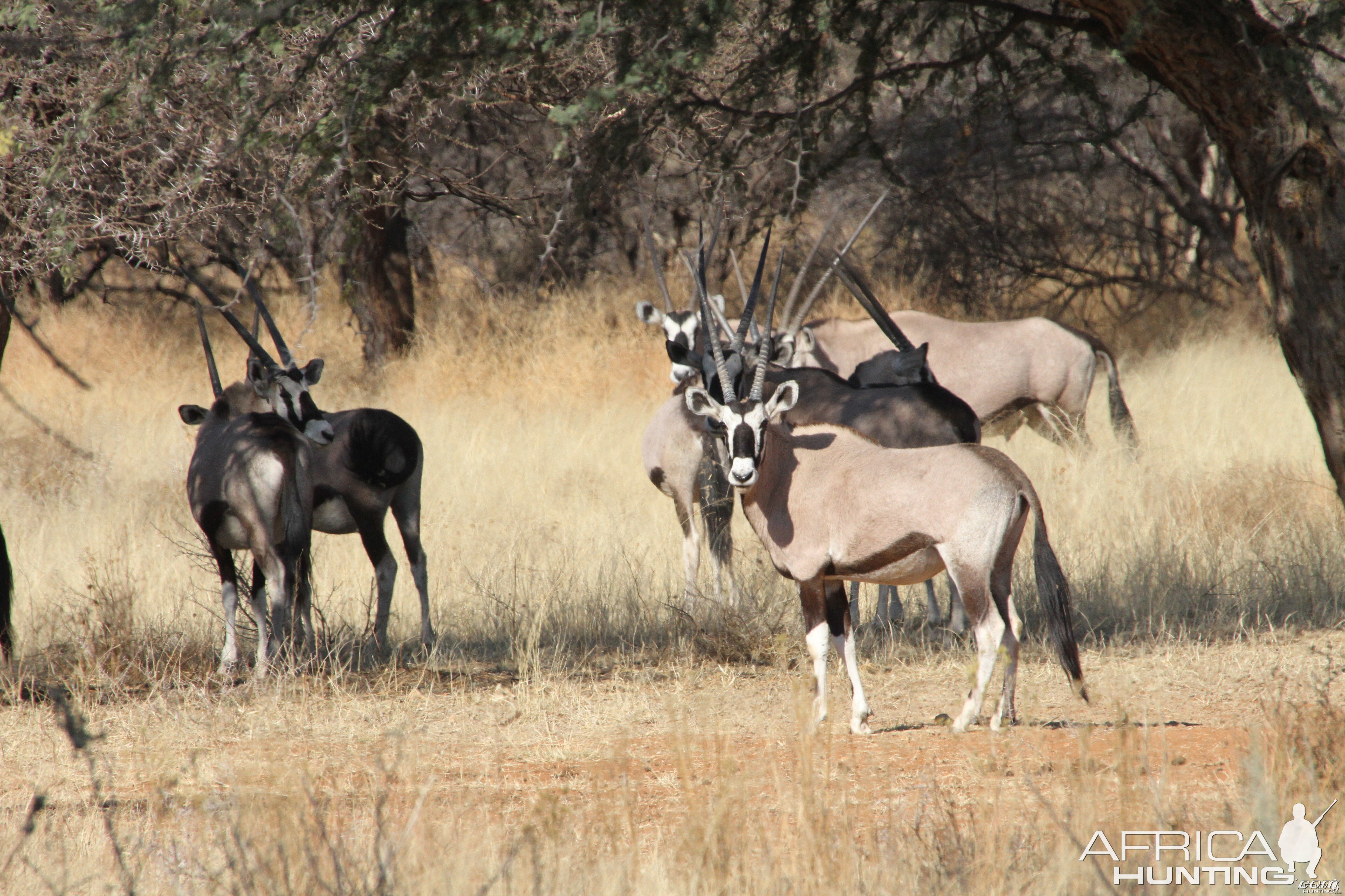 Gemsbok Namibia