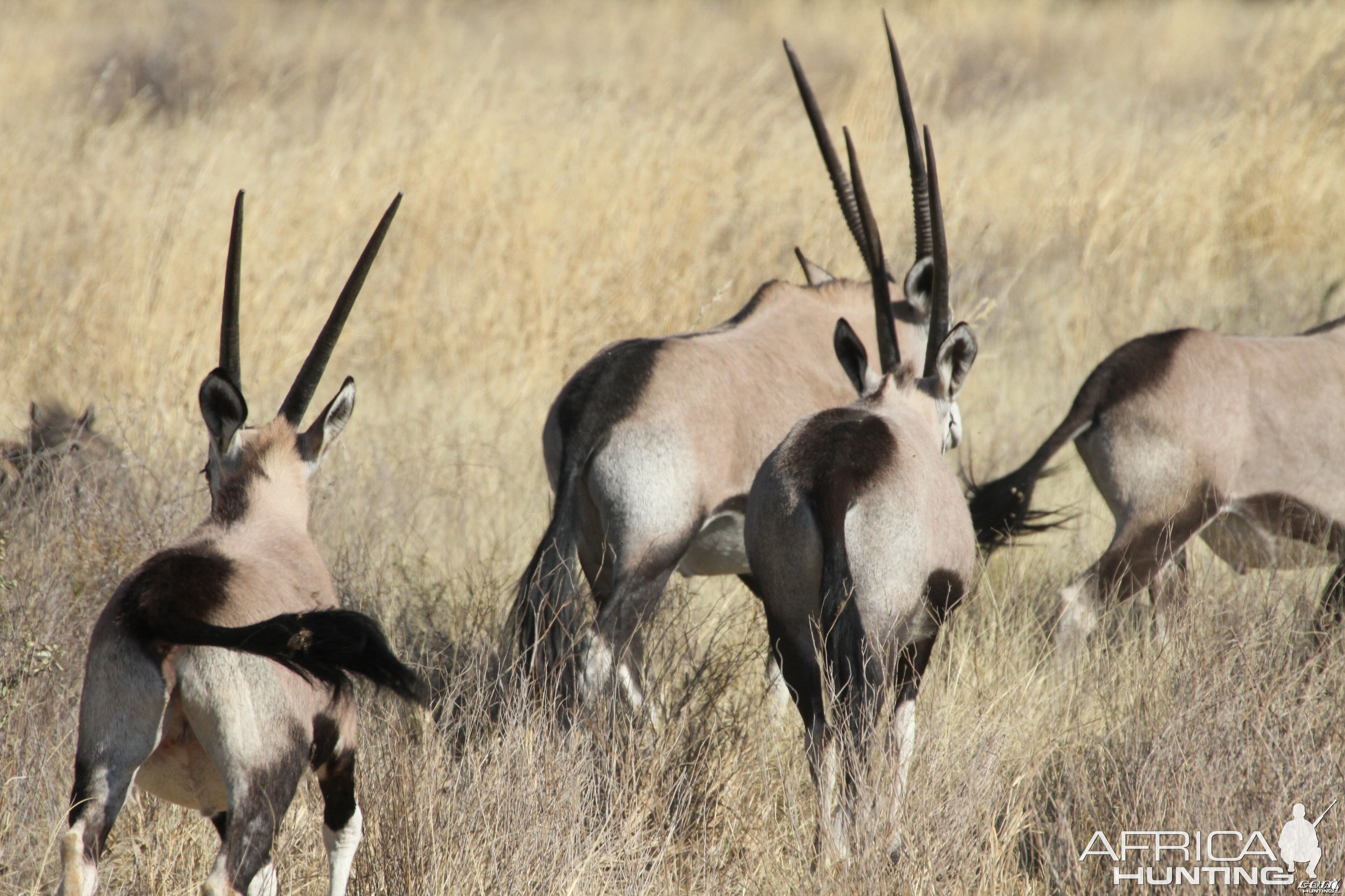 Gemsbok Namibia