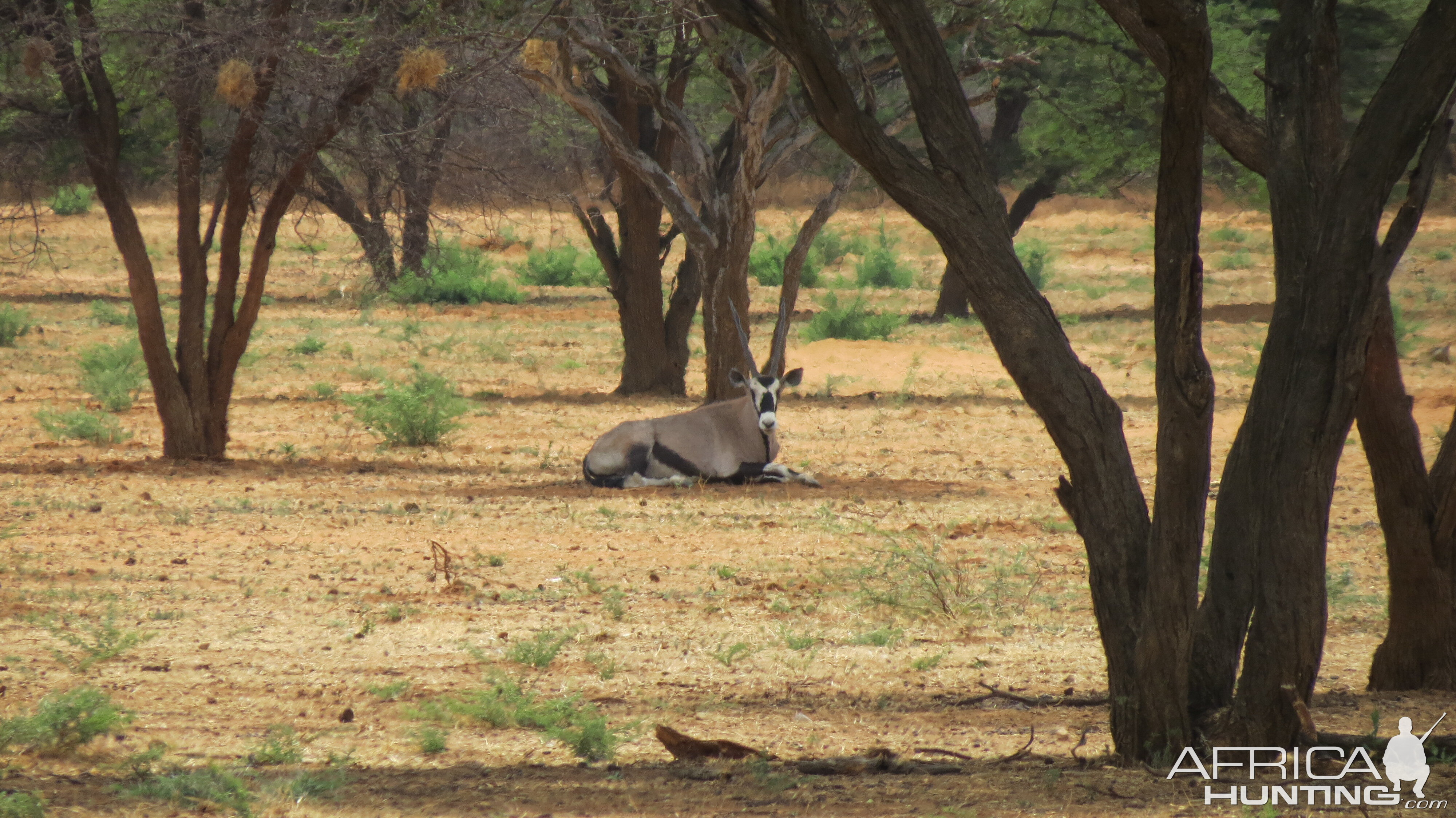 Gemsbok Namibia