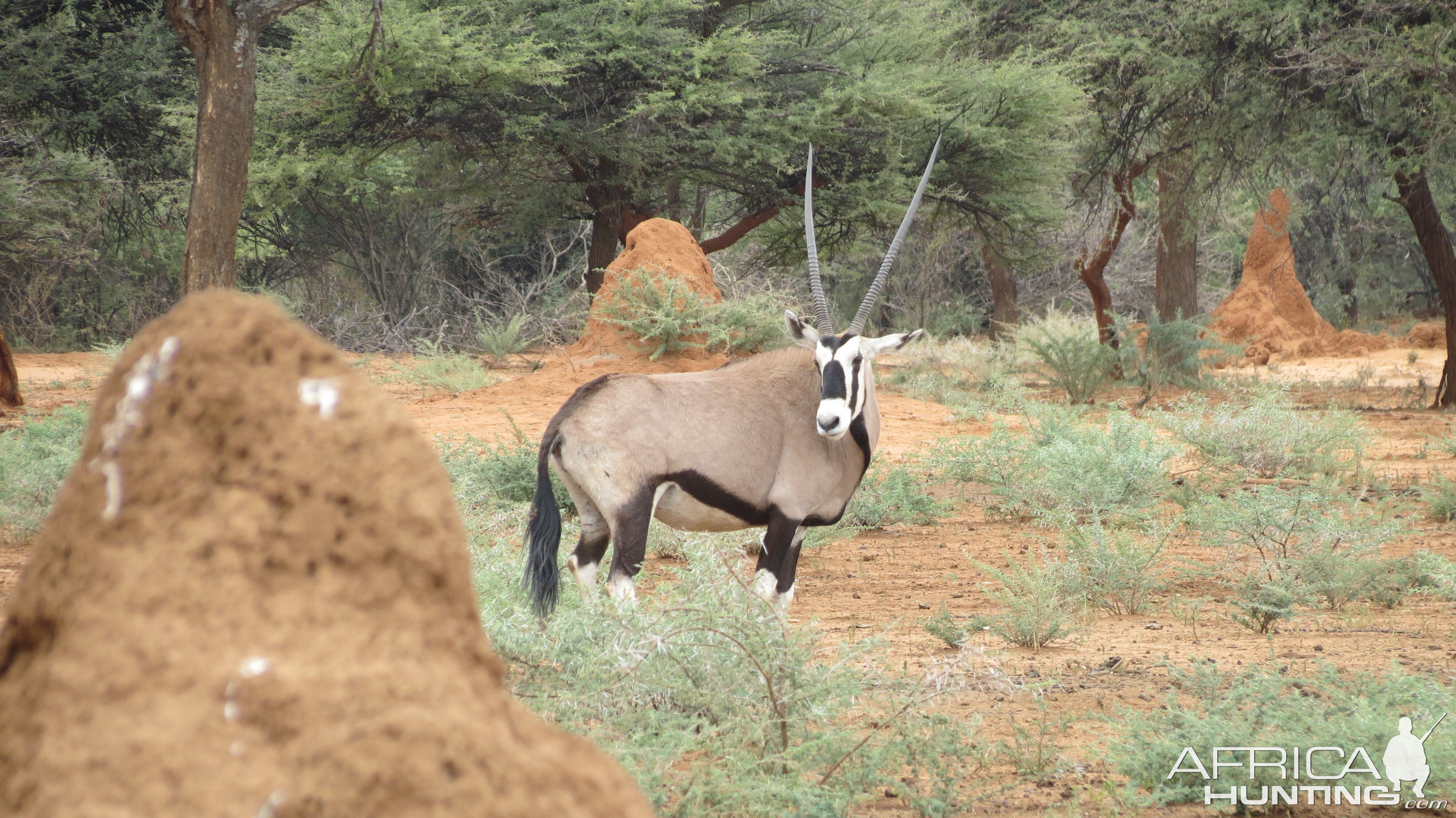 Gemsbok Namibia