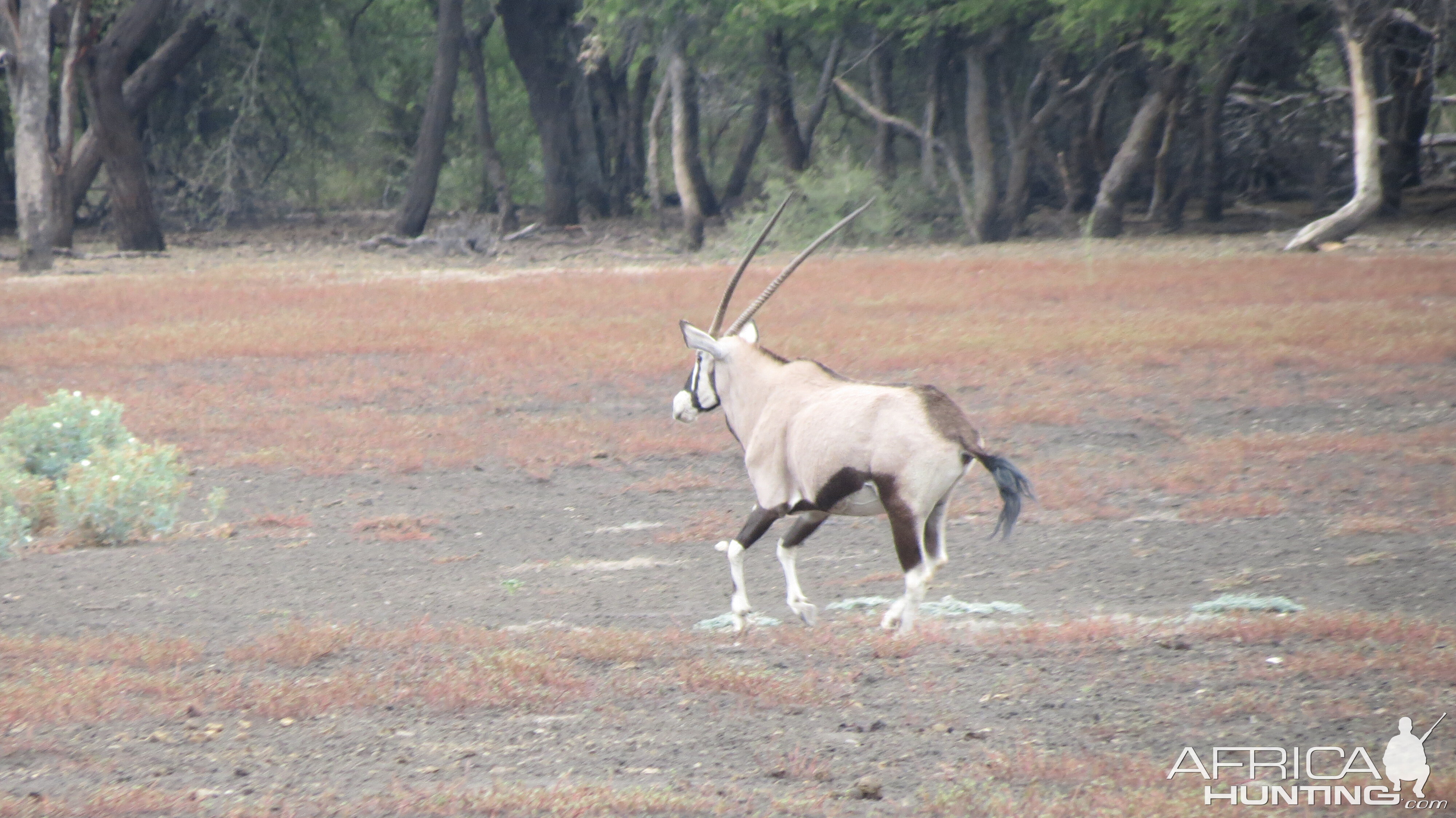 Gemsbok Namibia