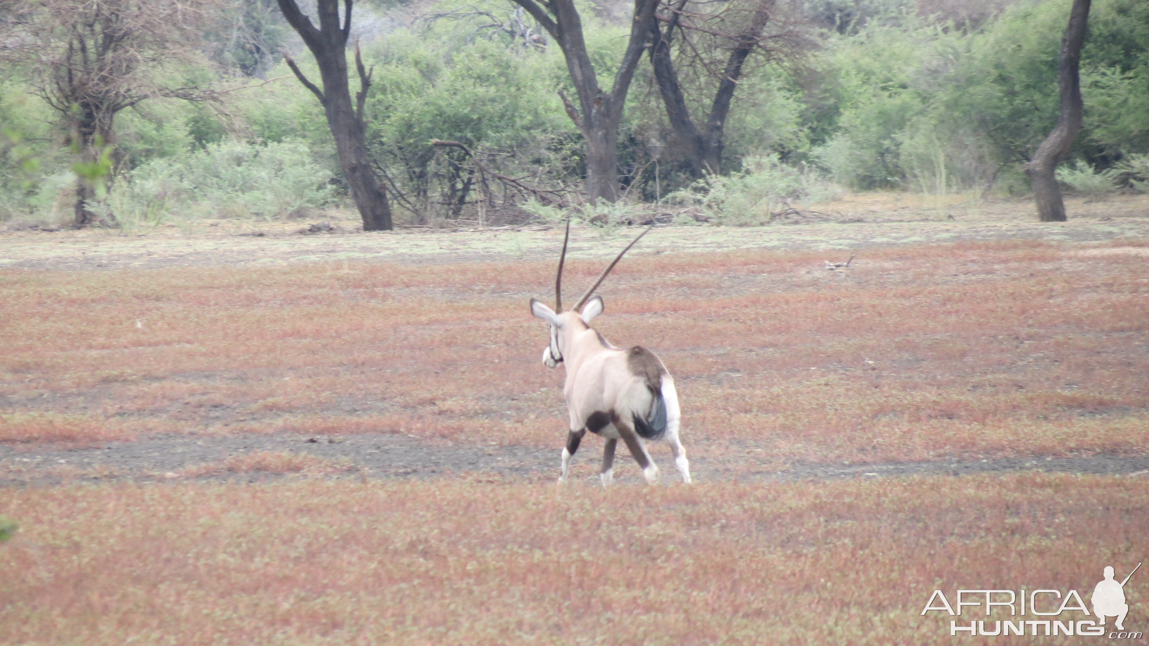 Gemsbok Namibia