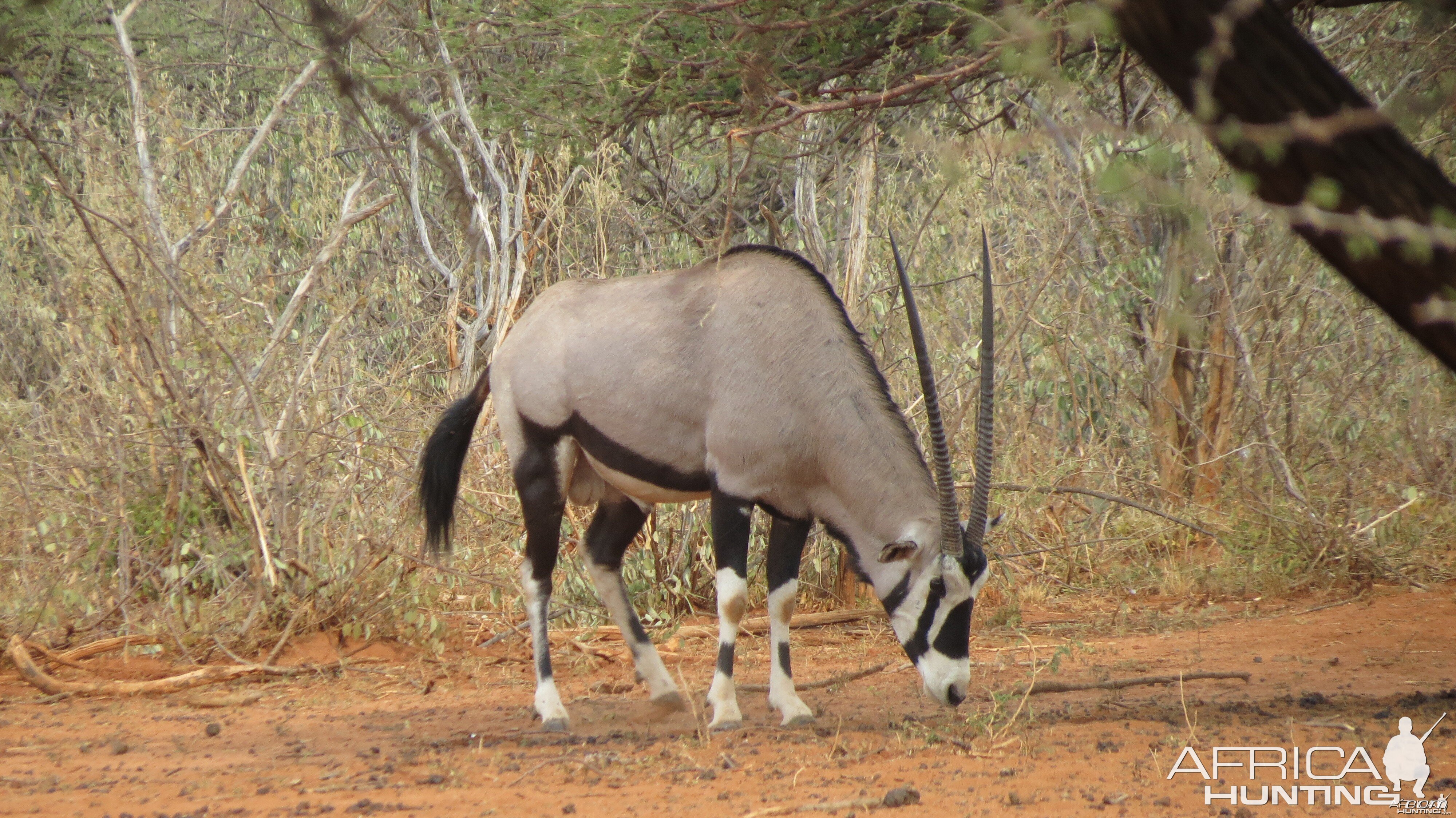 Gemsbok Namibia