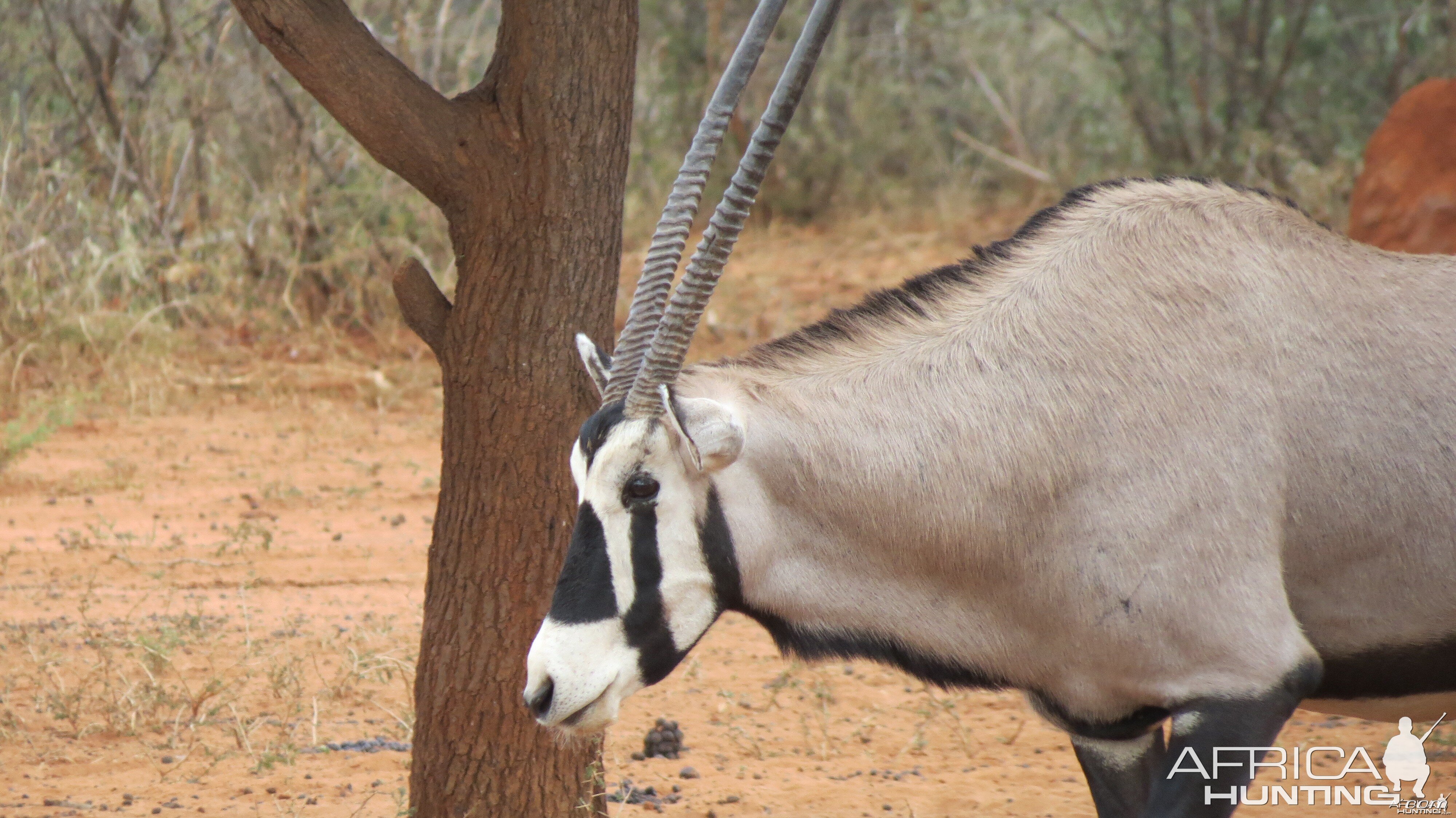 Gemsbok Namibia