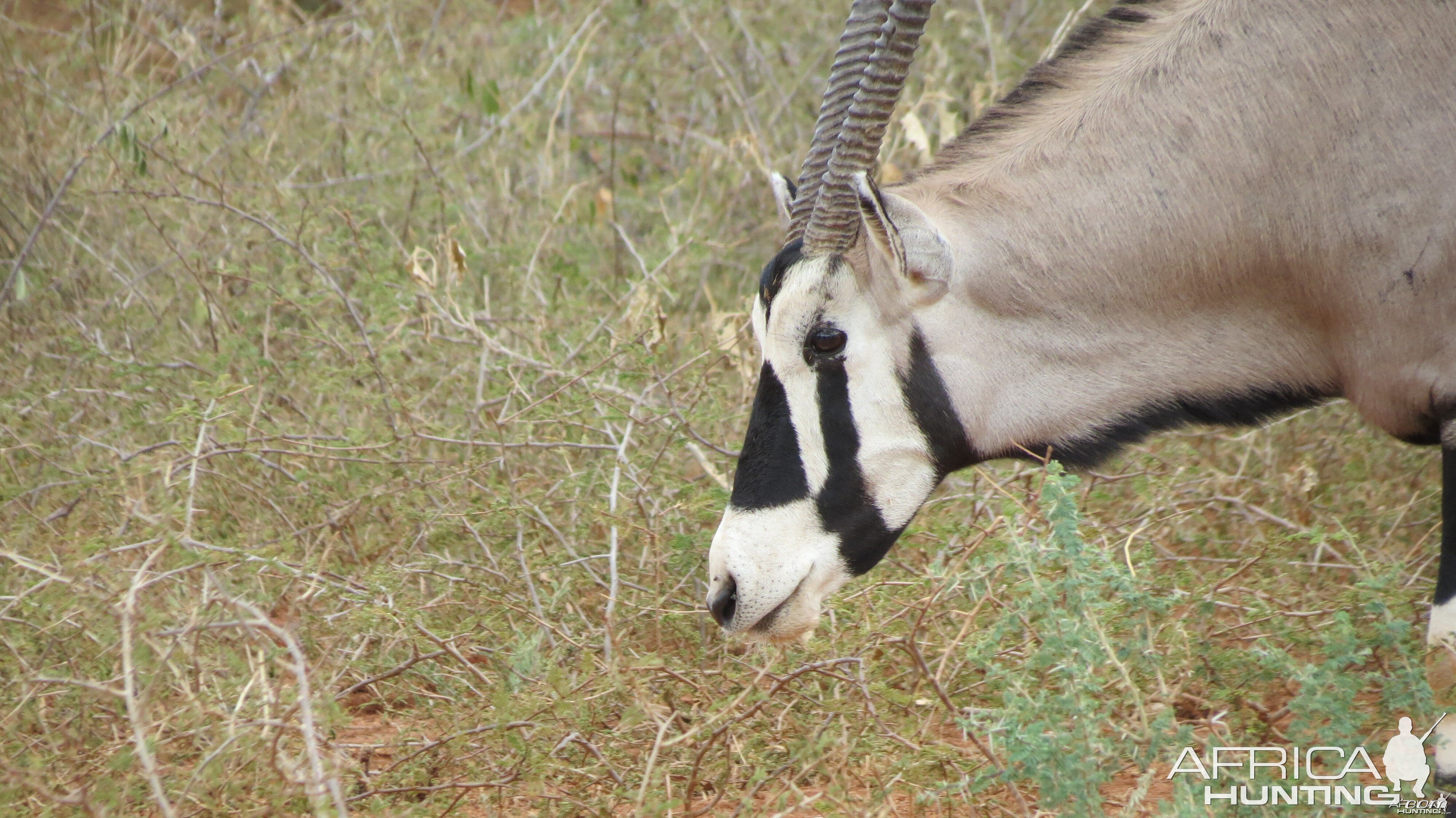 Gemsbok Namibia