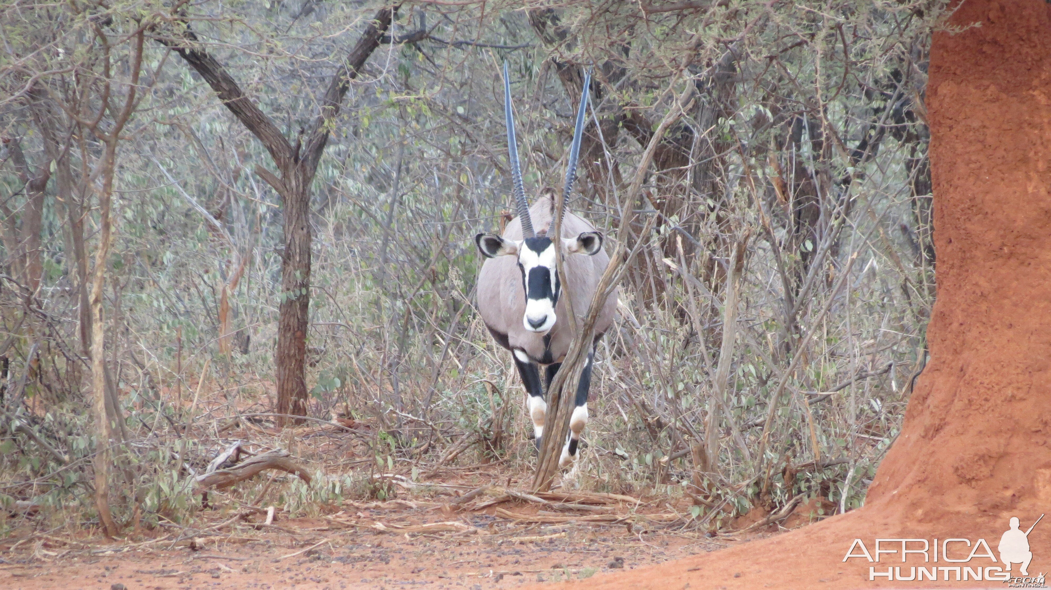 Gemsbok Namibia