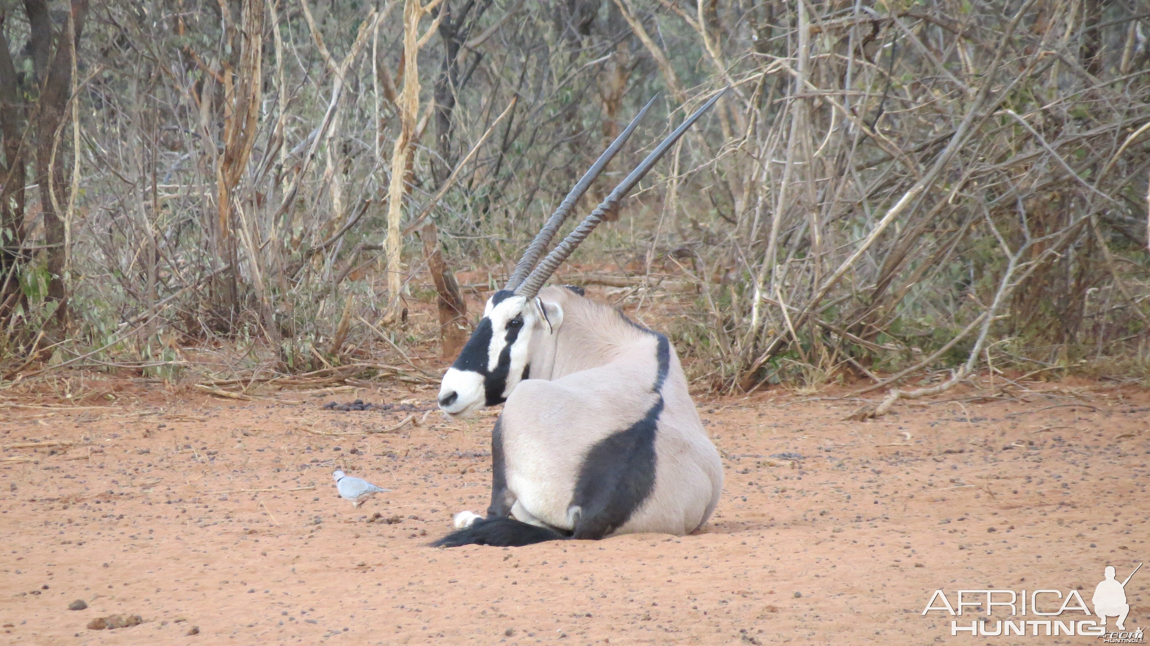 Gemsbok Namibia