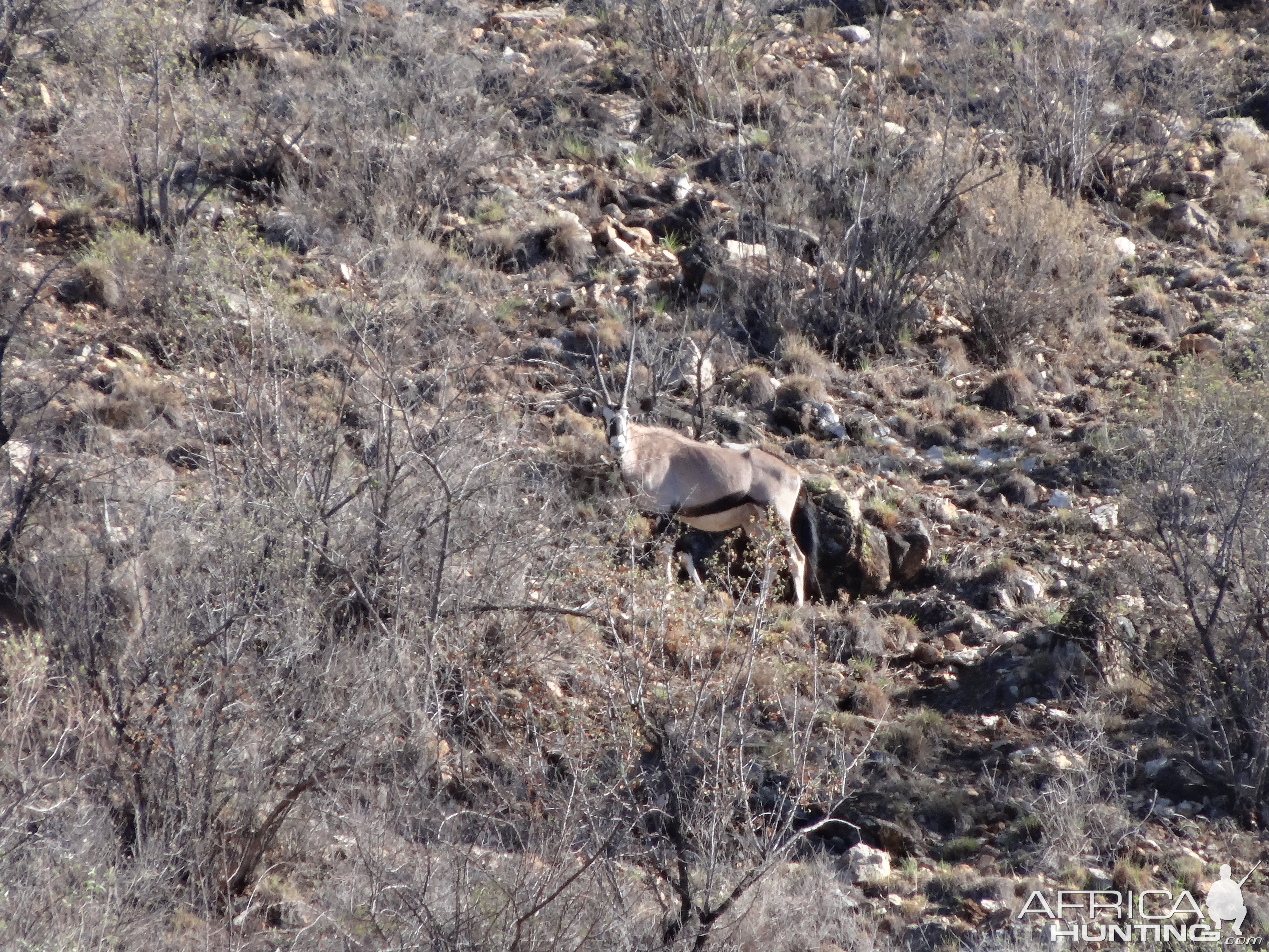 Gemsbok Namibia