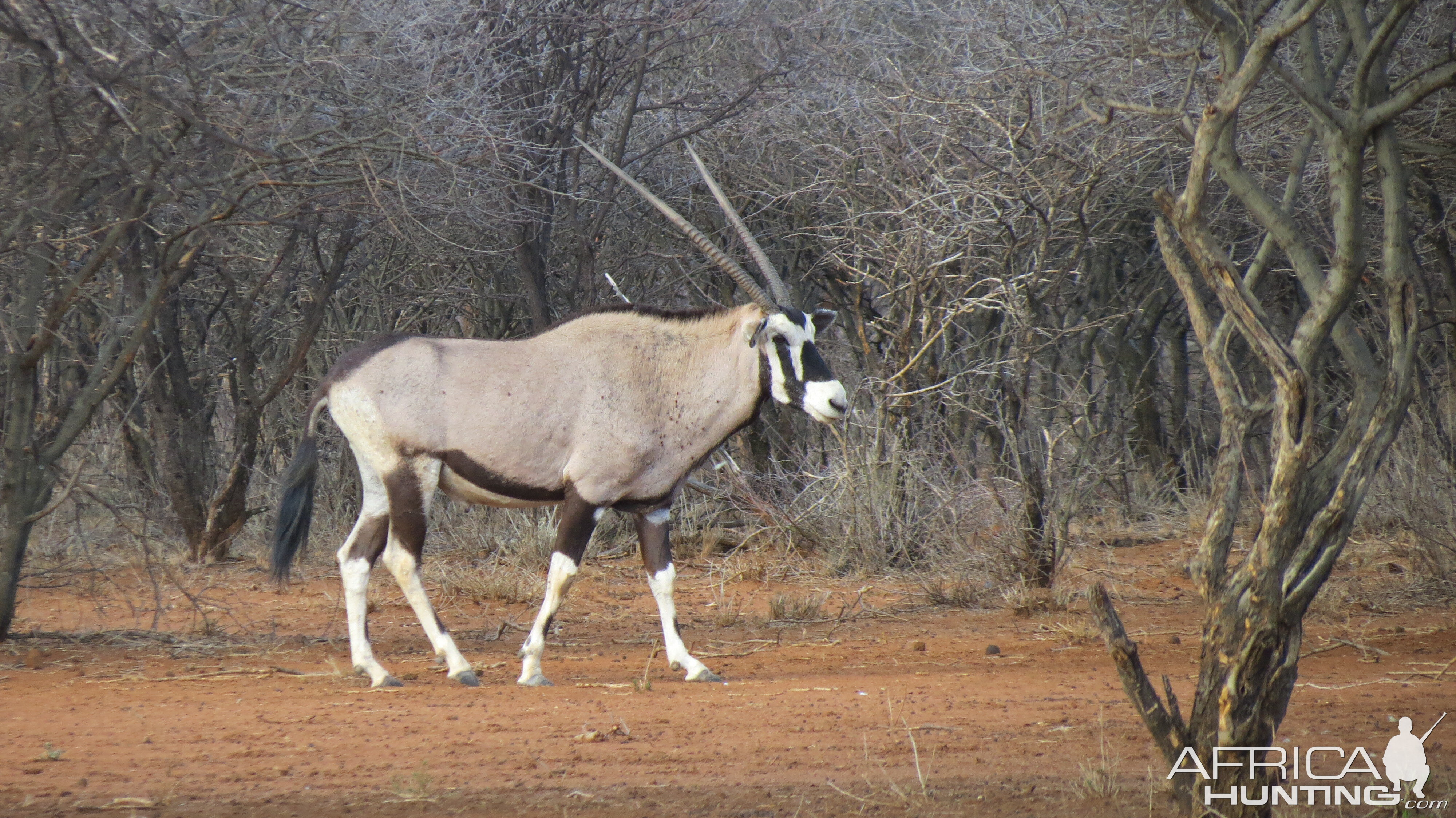 Gemsbok Namibia