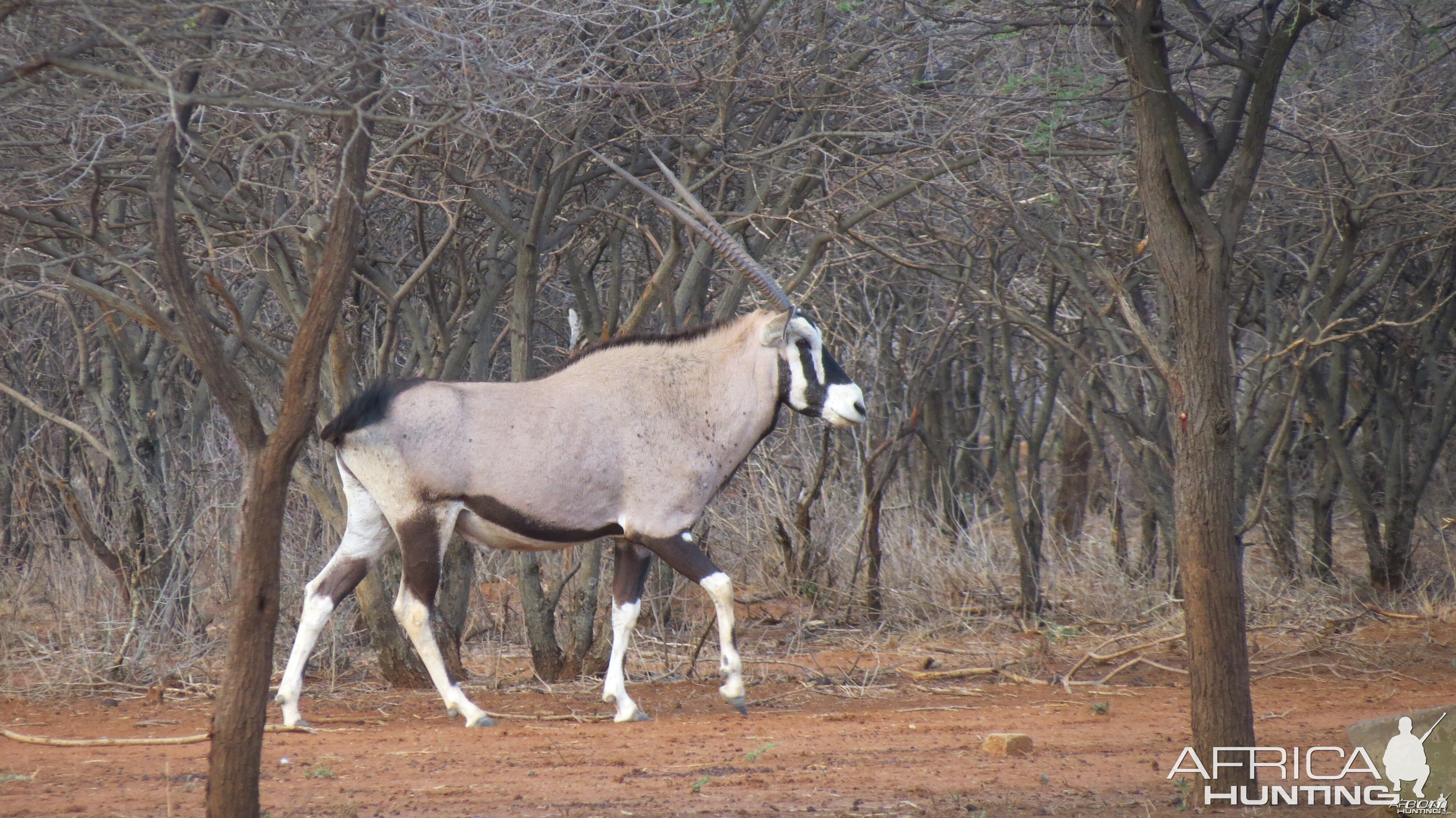 Gemsbok Namibia