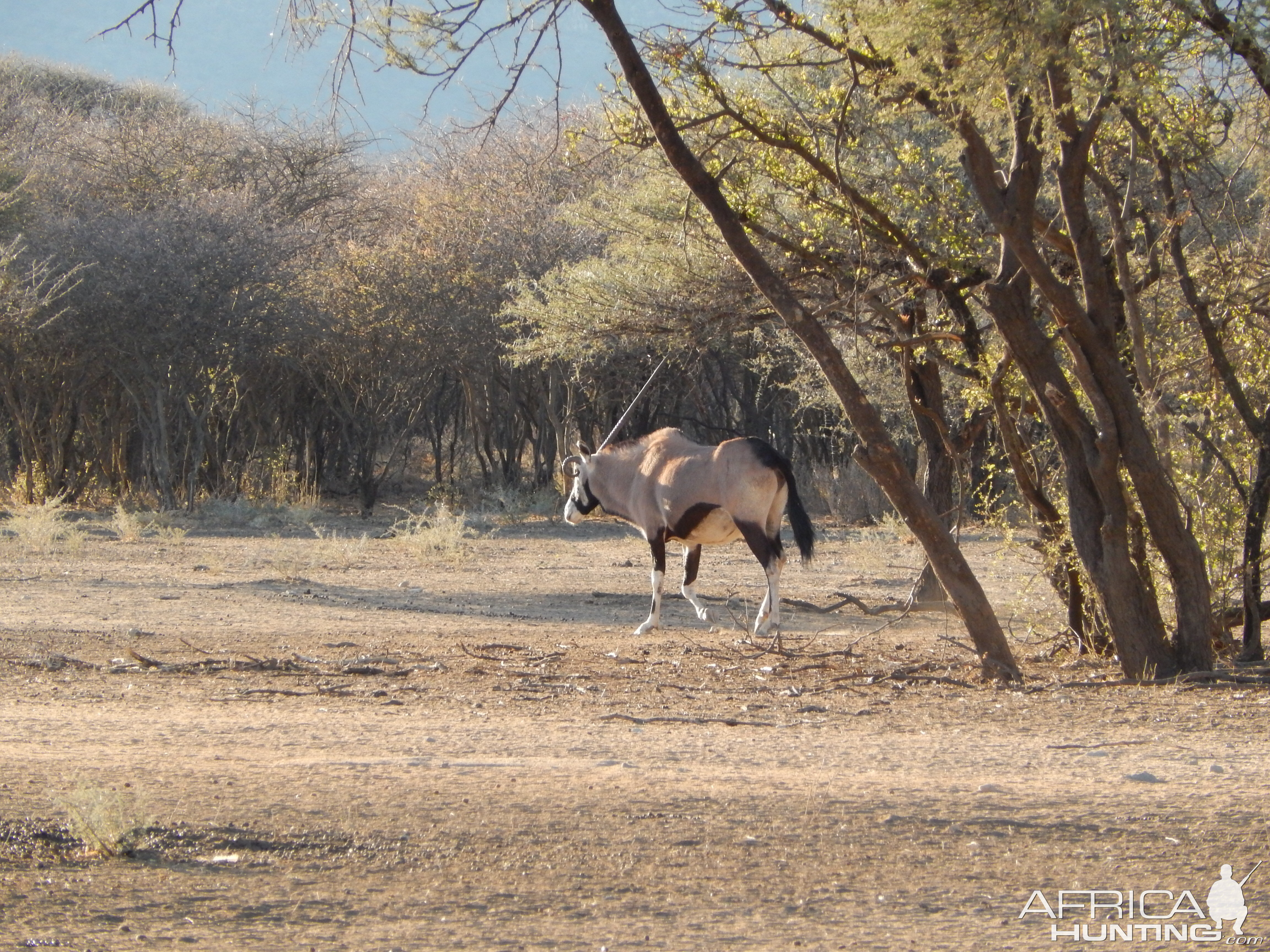 Gemsbok Namibia