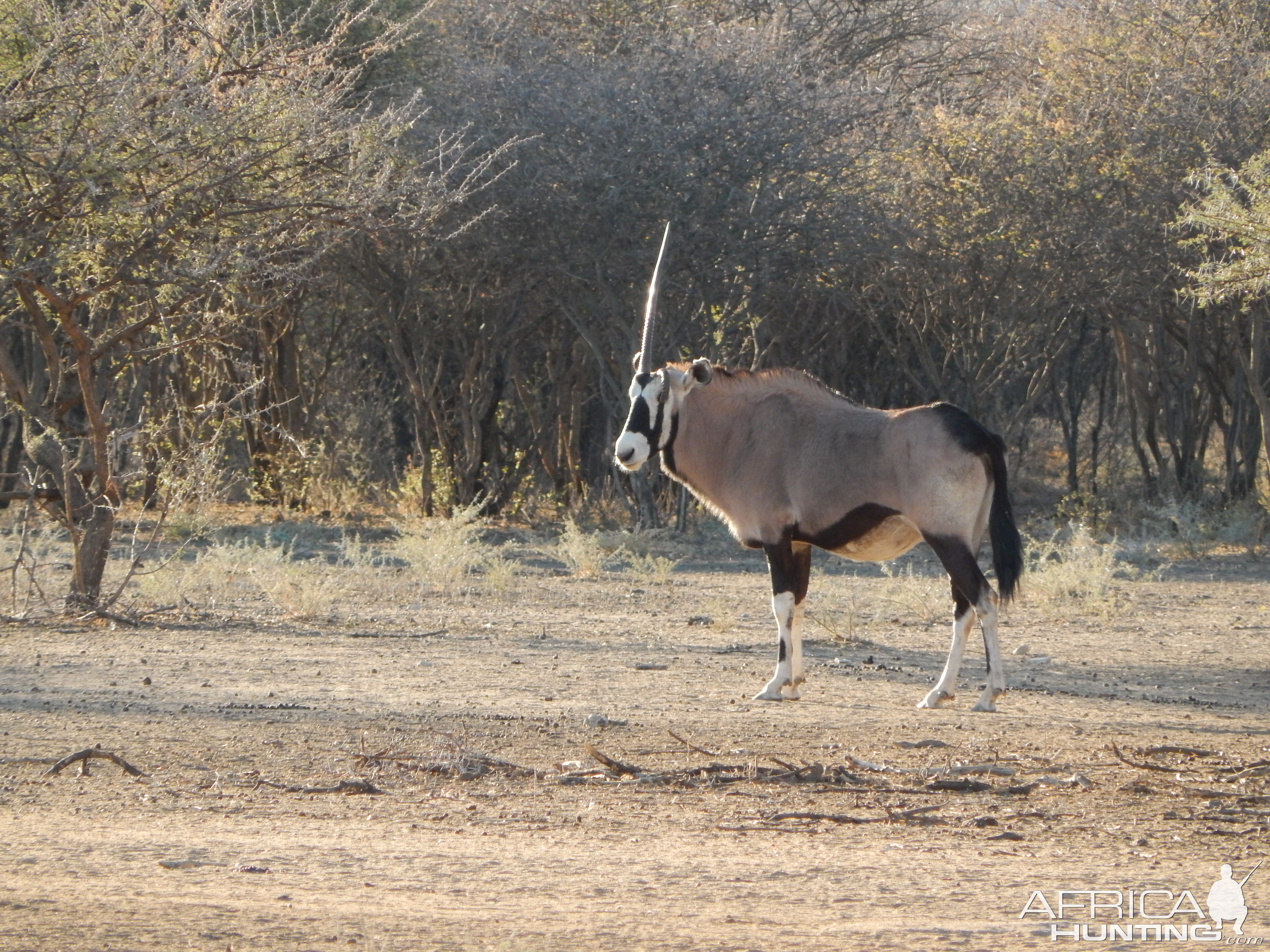 Gemsbok Namibia