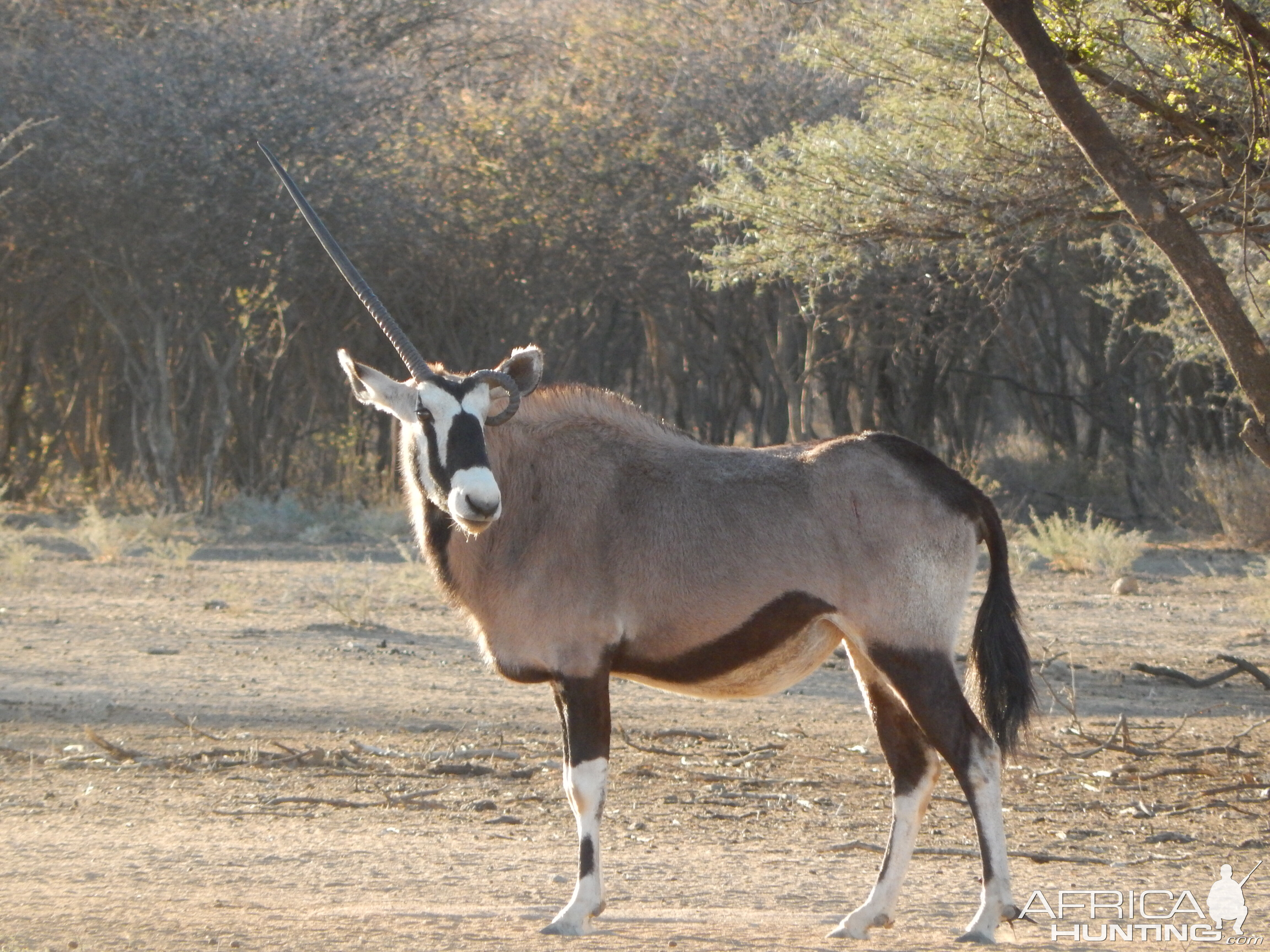 Gemsbok Namibia