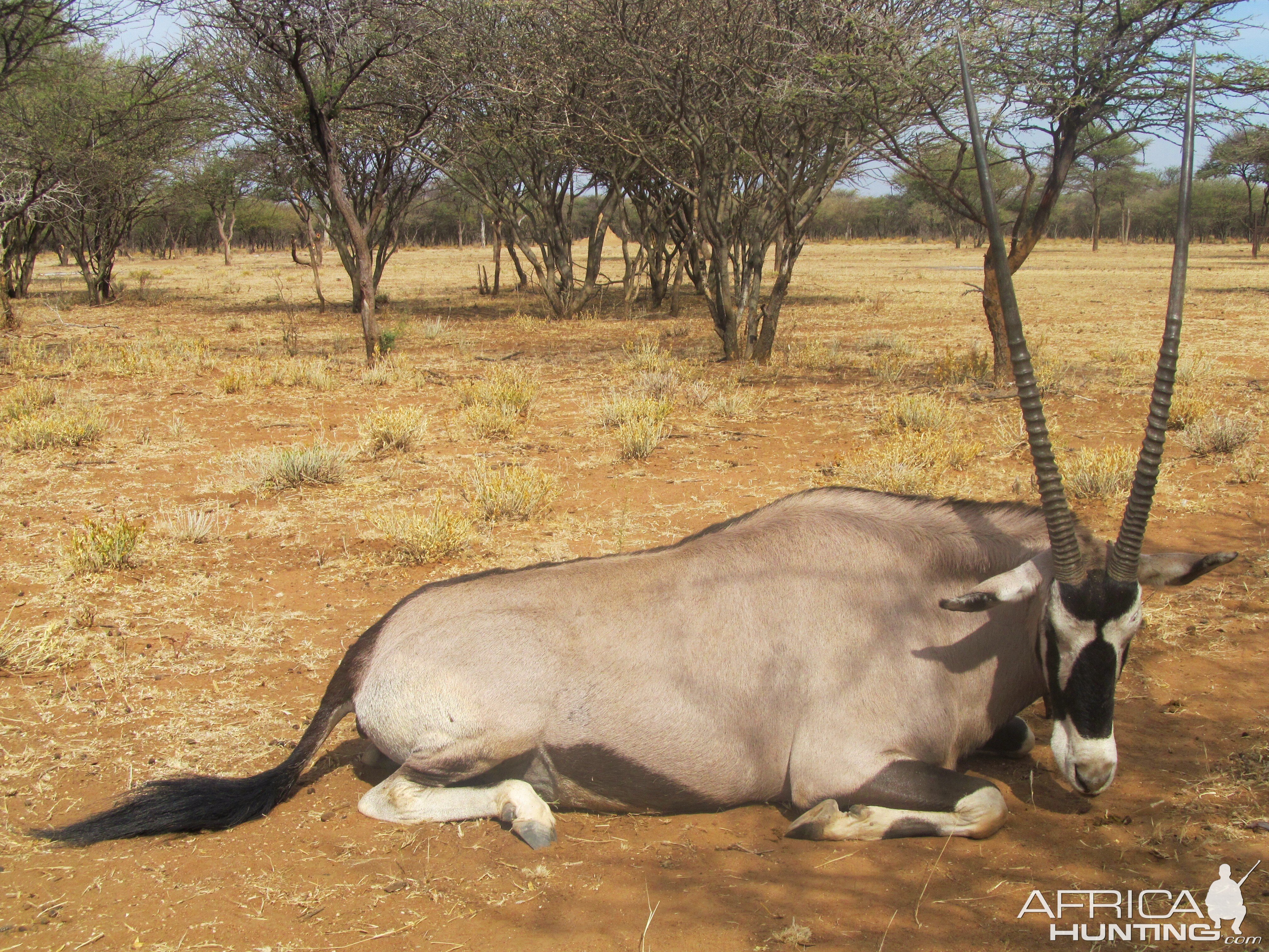 Gemsbok Namibia